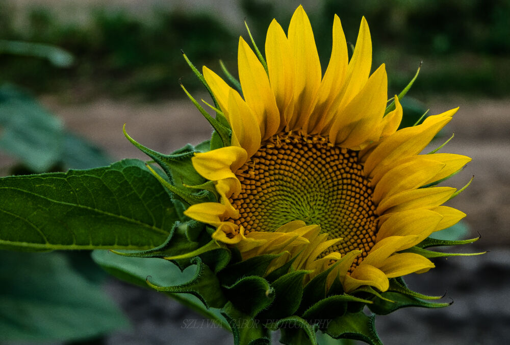Sunflower