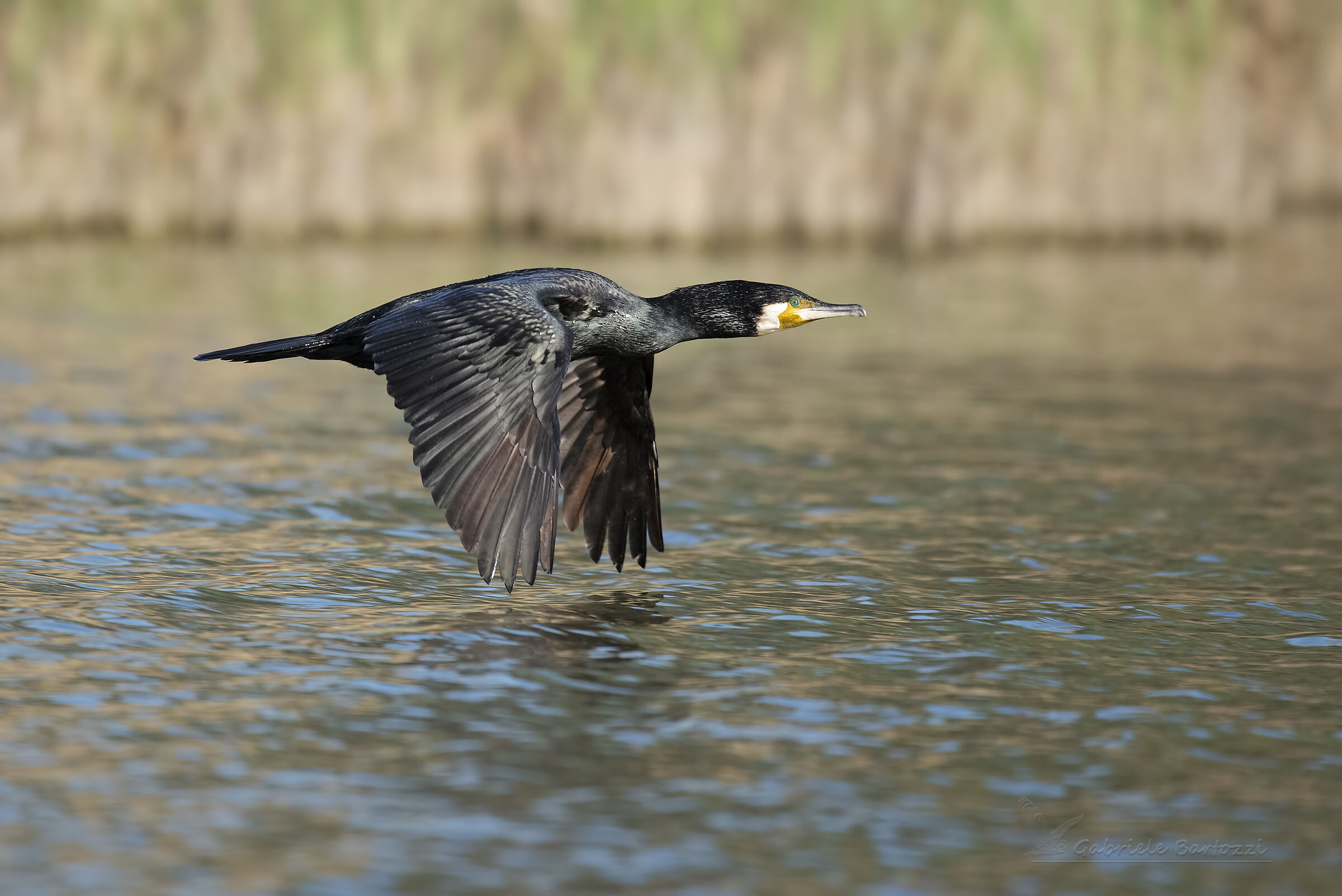 Cormorant
