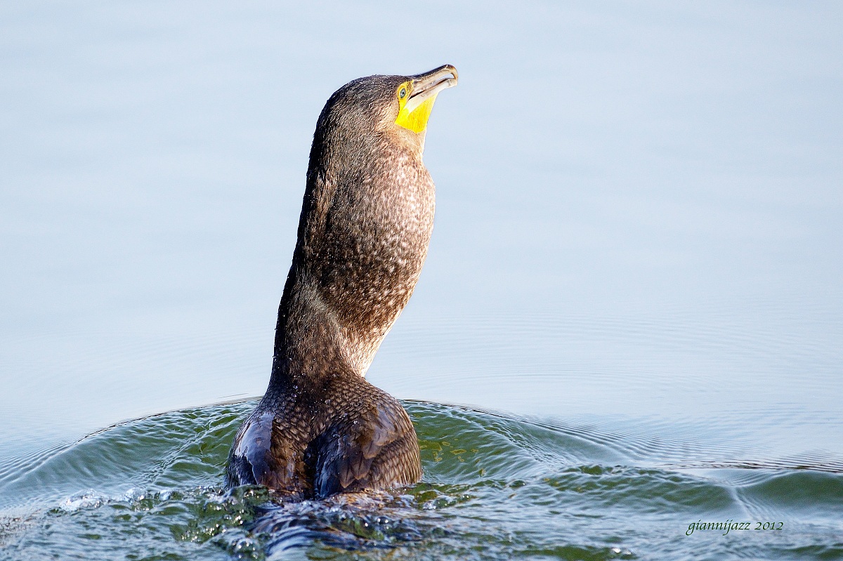 cormorano, ore 11.04.05