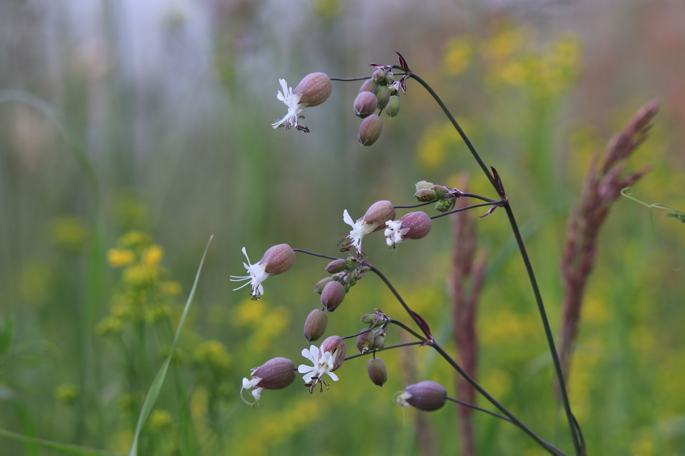Flower Field