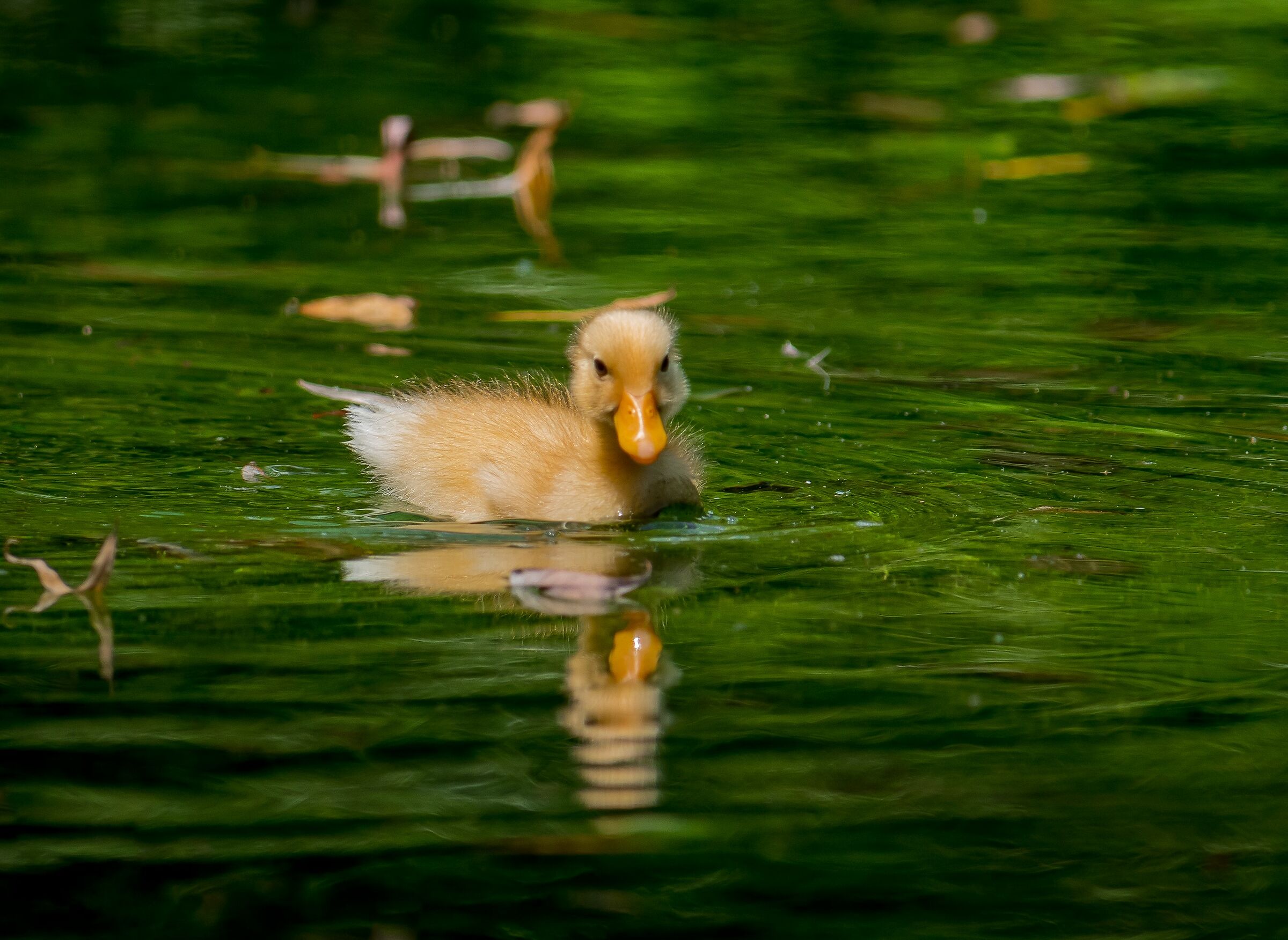 Yellow in the green......