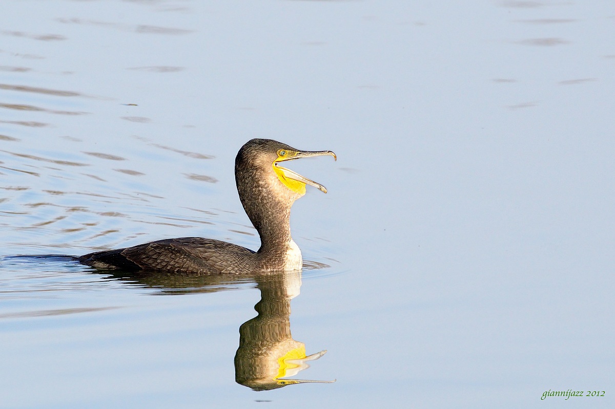cormorano, ore 11.06.00 - problemi di digestione ...