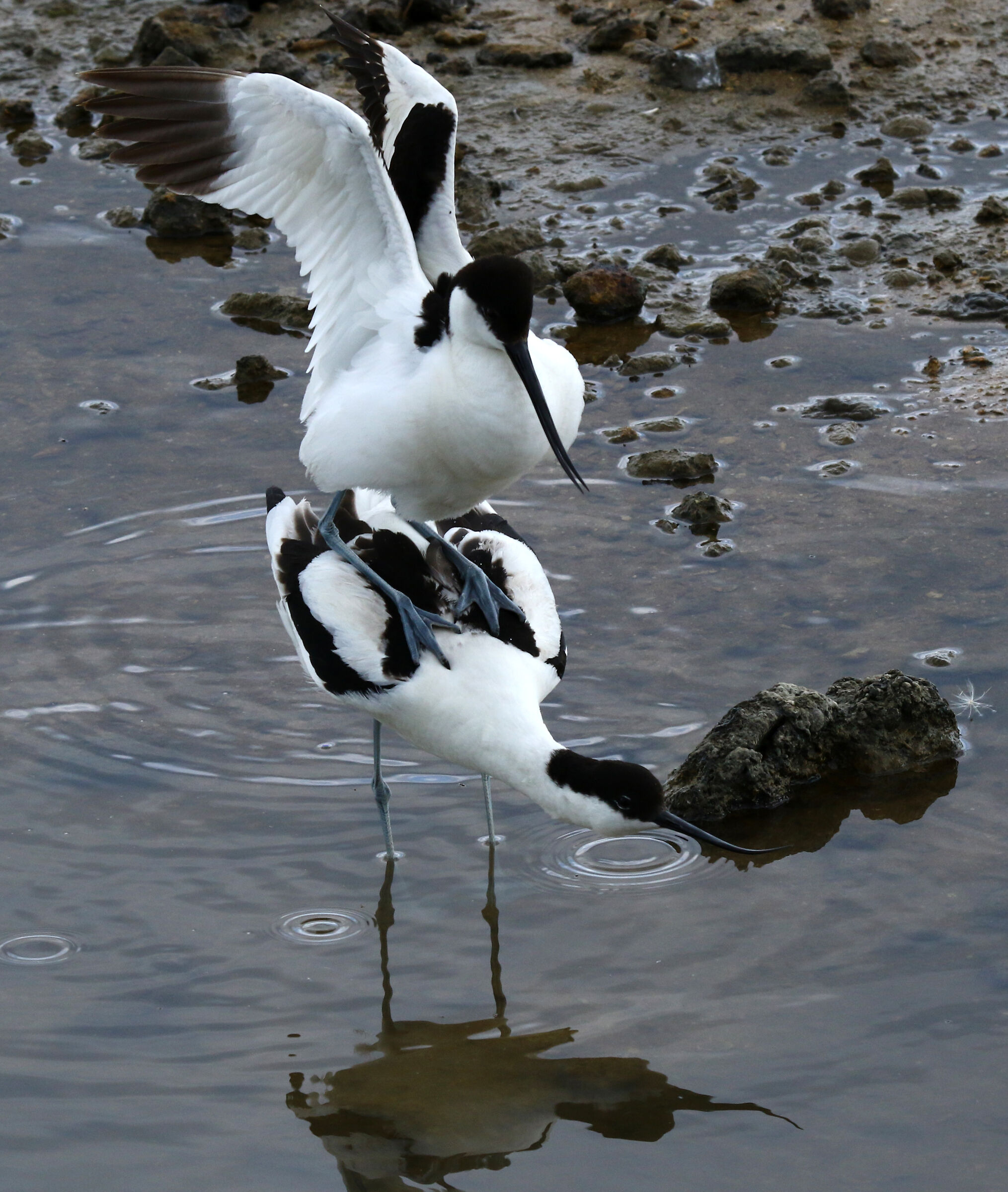 Avocets in love.