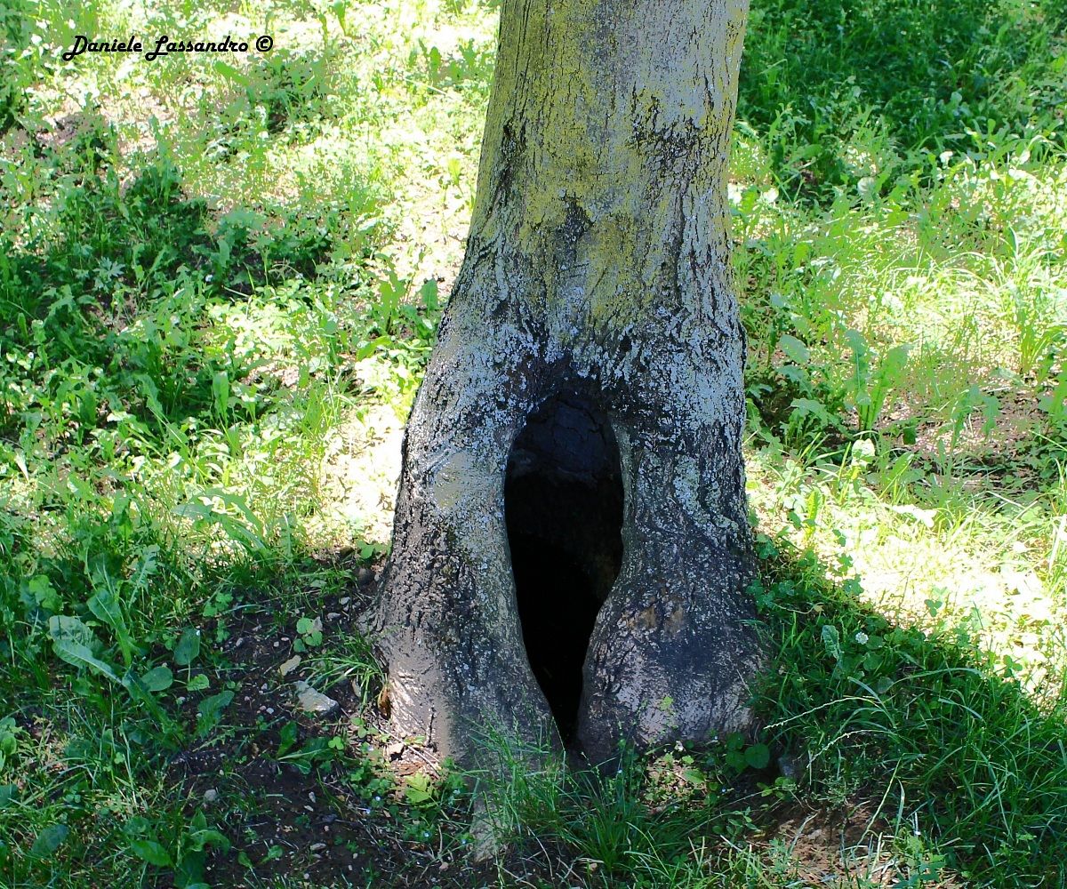 Albero con buco