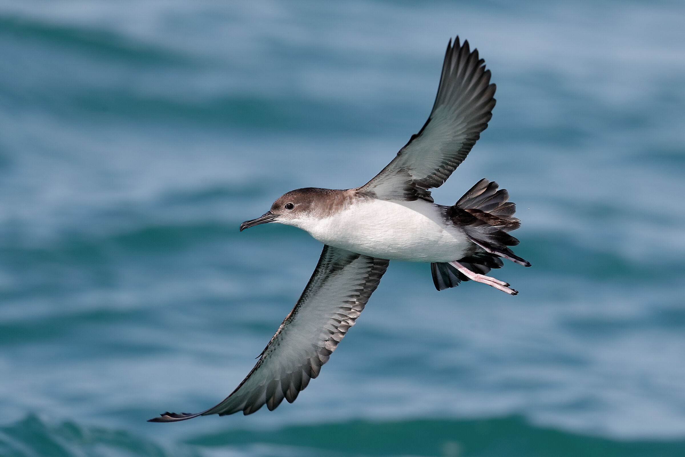 Lesser Shearwater