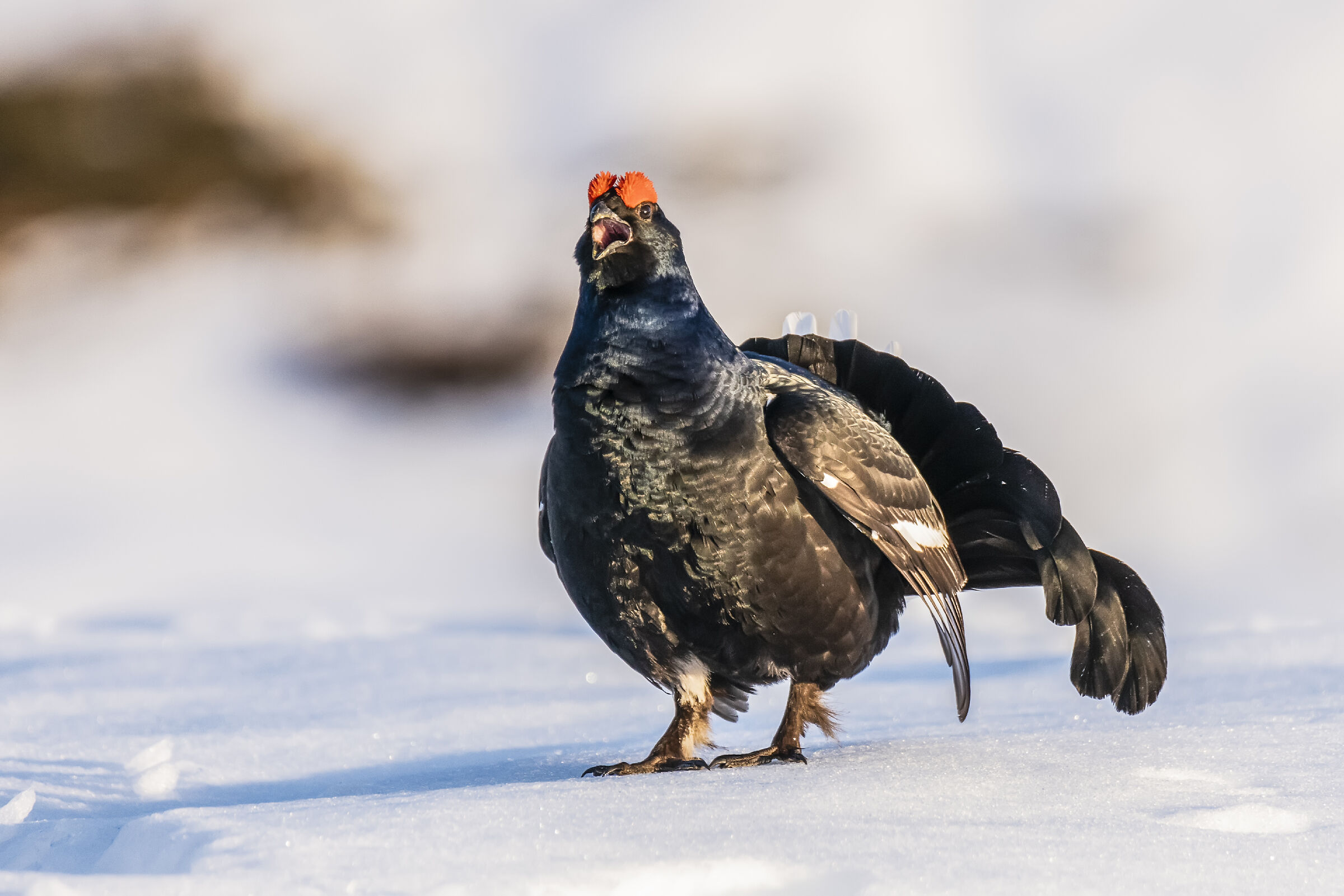 Gallo forcello 2 maggio 2019