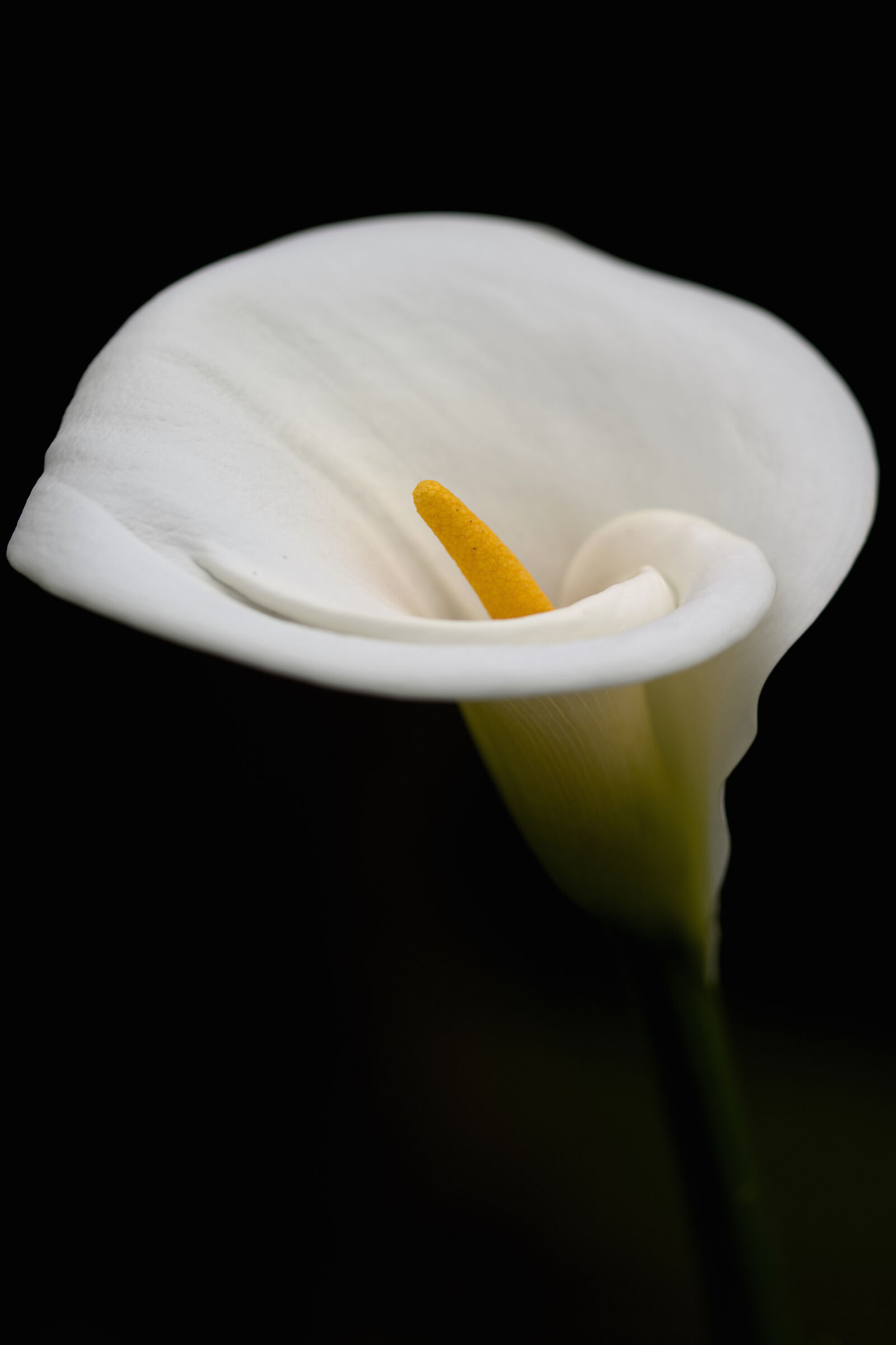 Calla