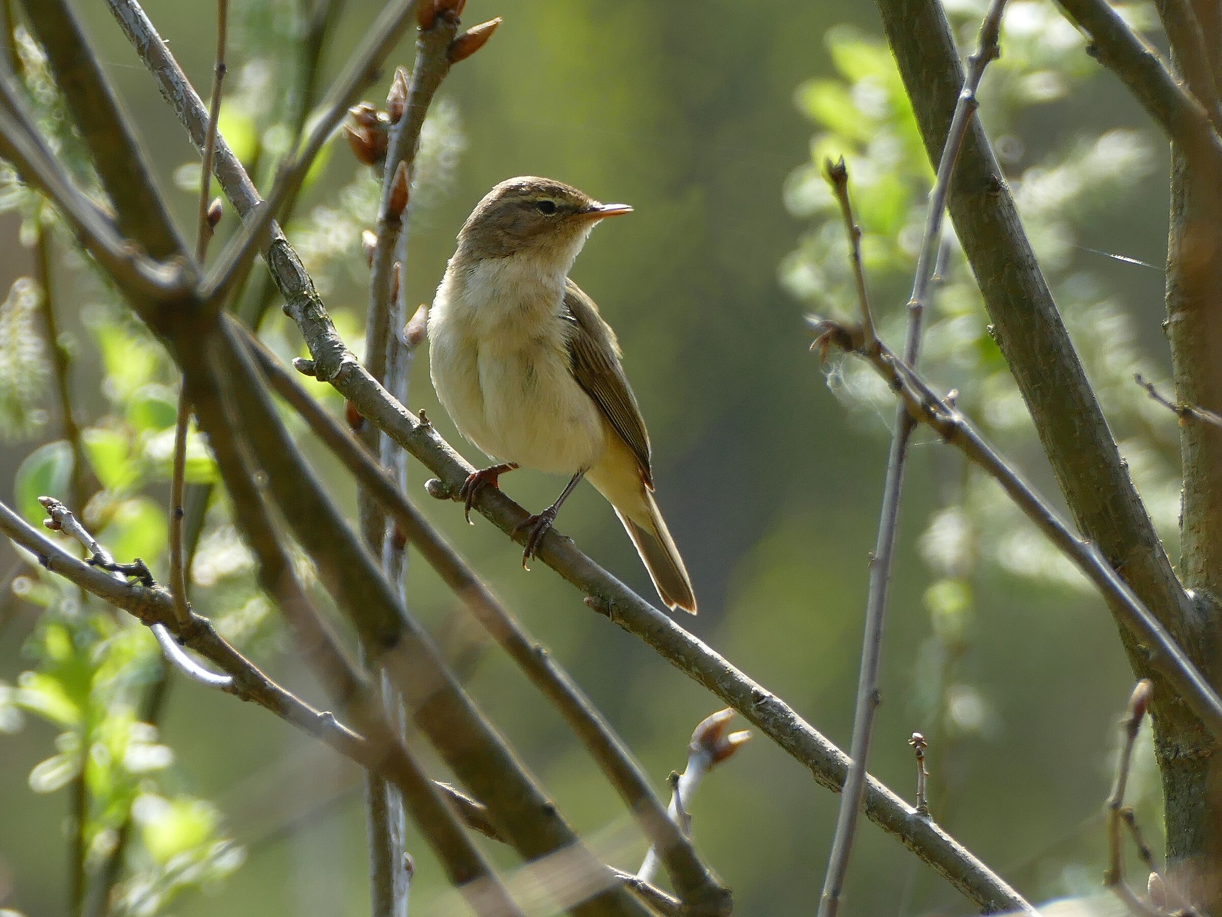 Piecuszek (Phylloscopus trochilus)