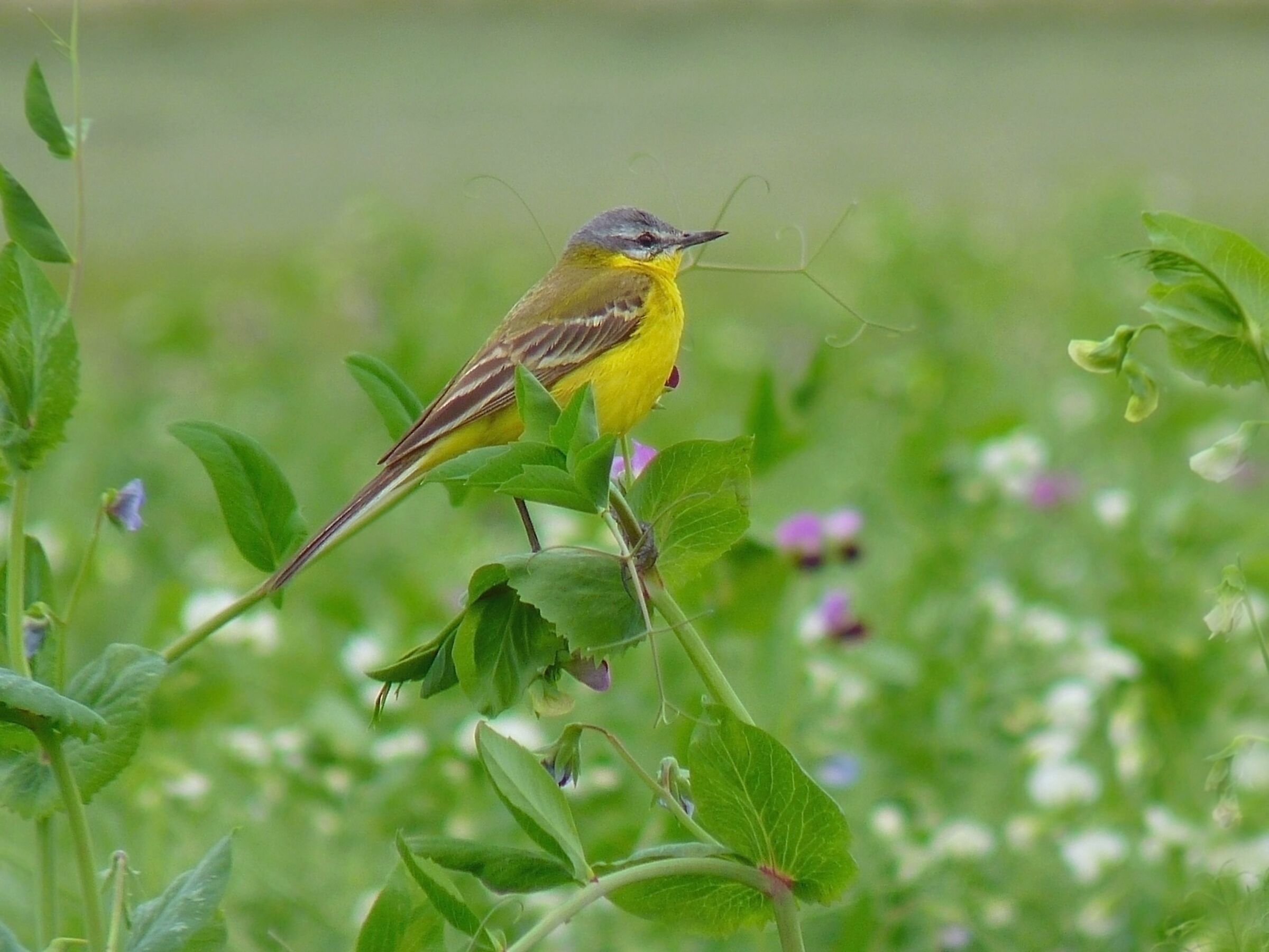 Pliszka (Motacilla flava)