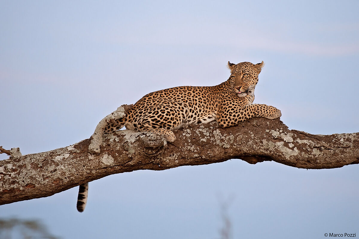 The Leopard at sunset