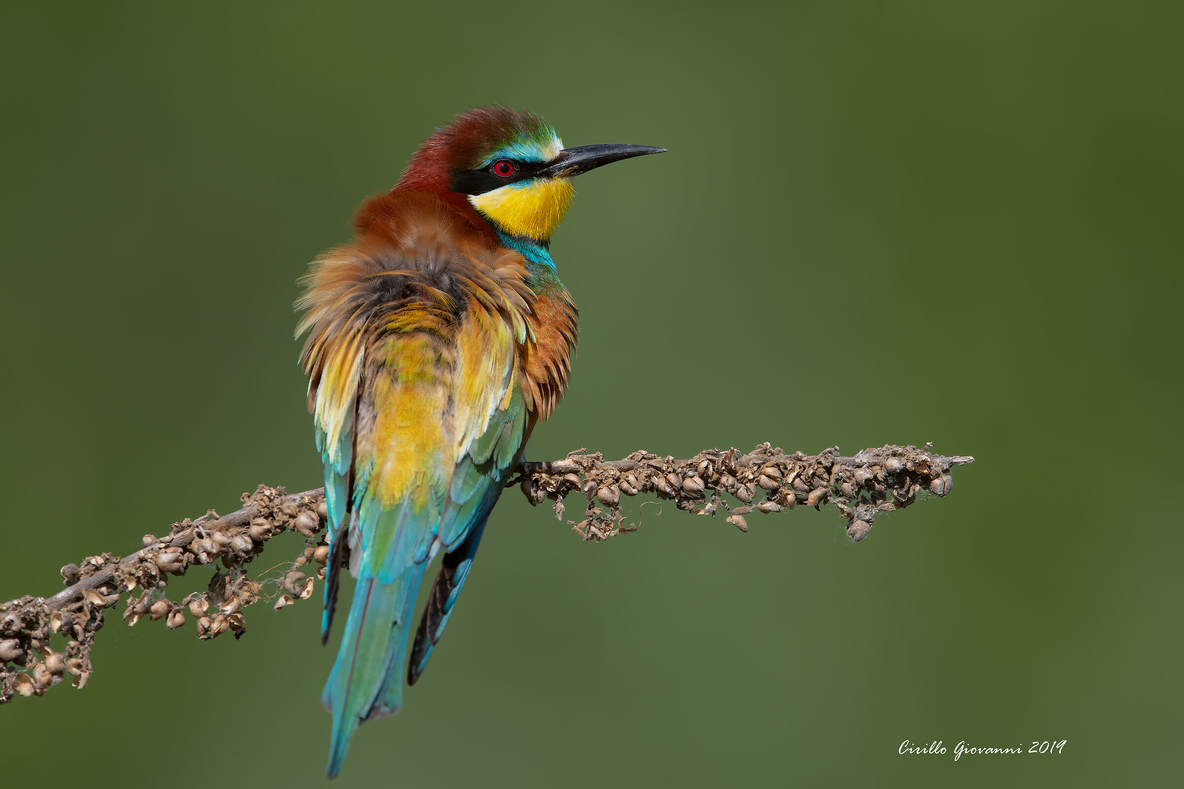 Bee-eater