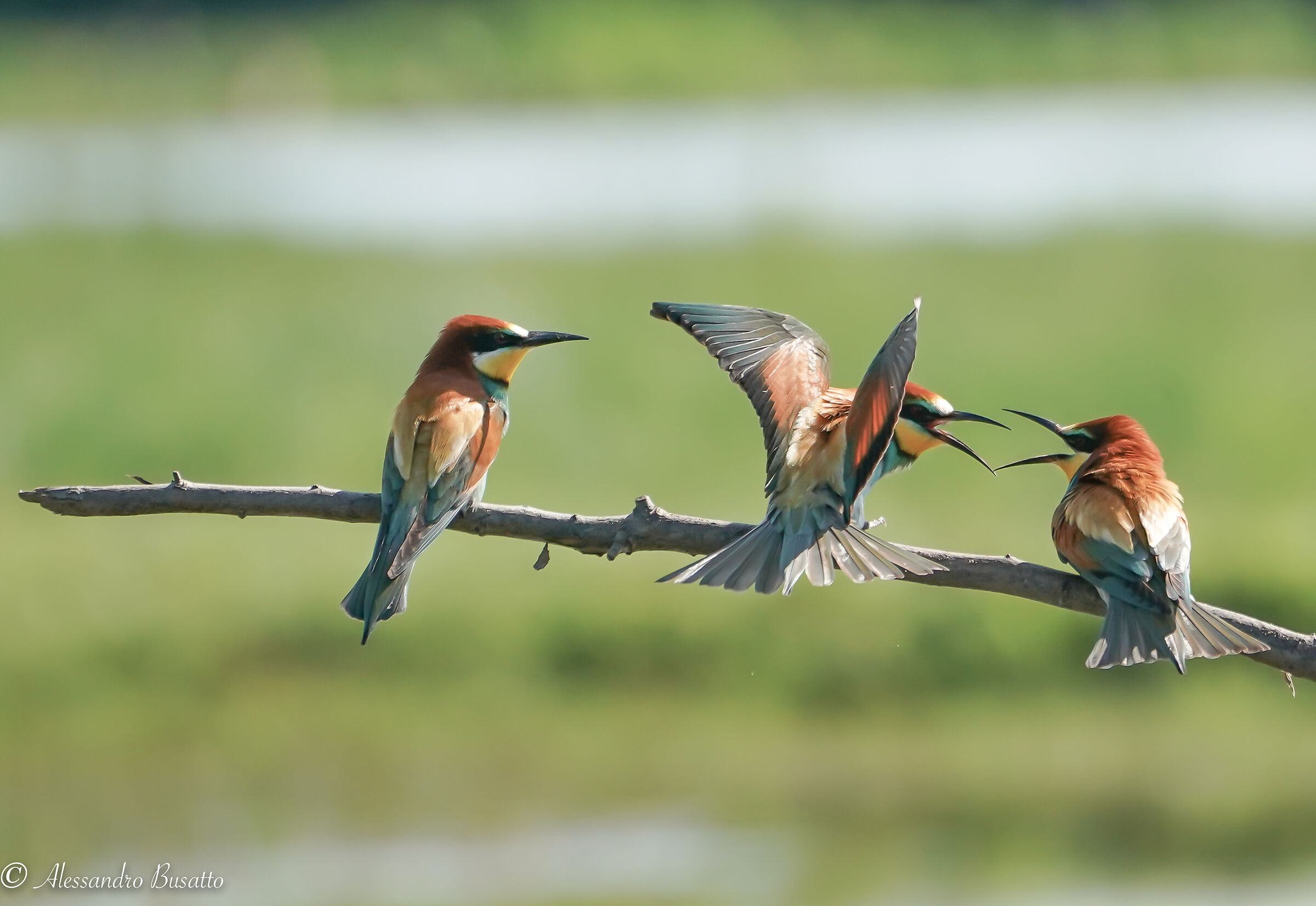Litigiosi, forse per una femmina