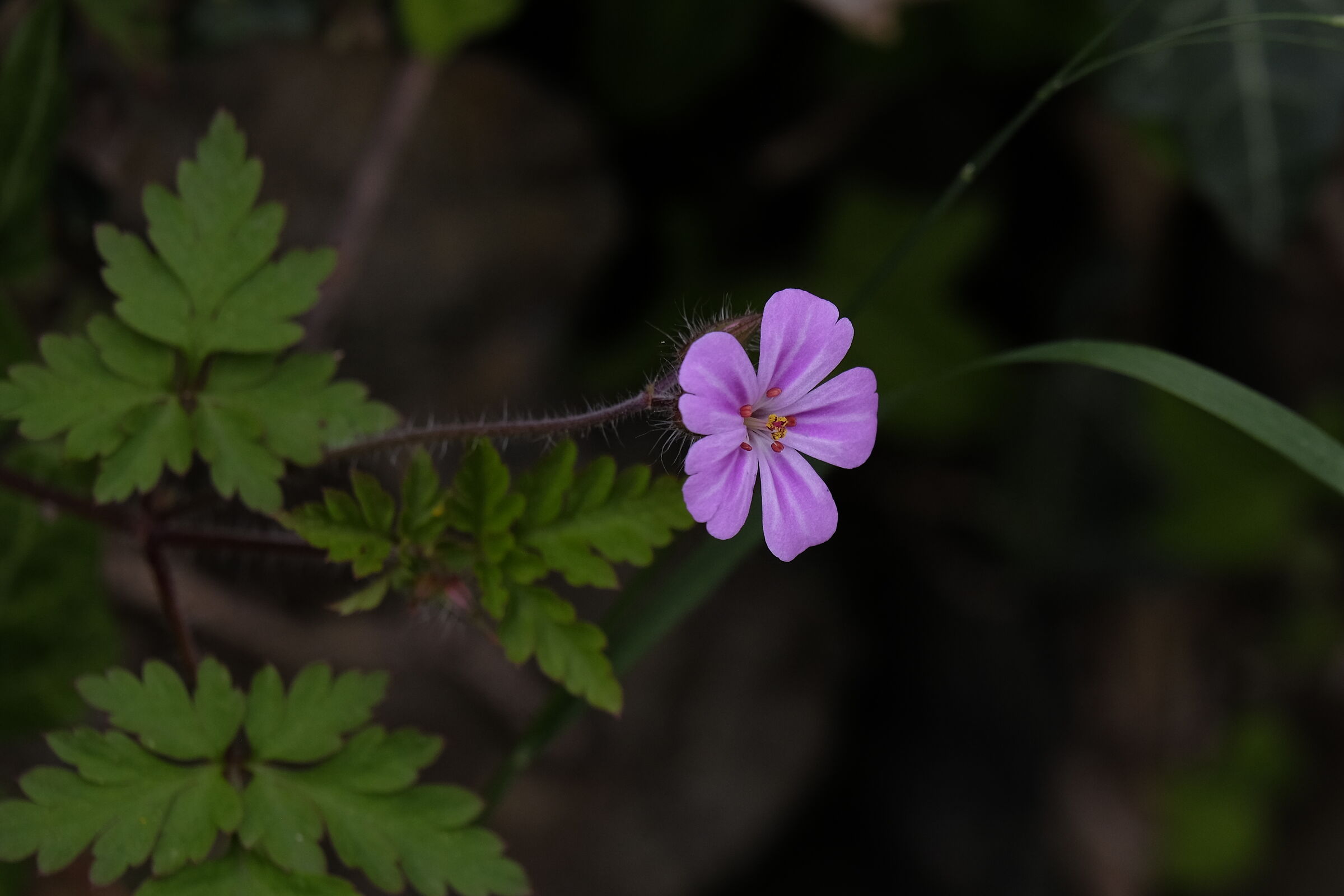 Fiore di campo