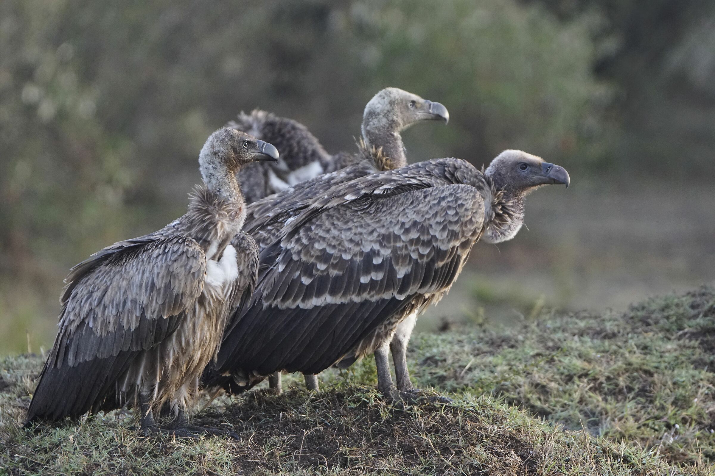 Vultures in the morning sun