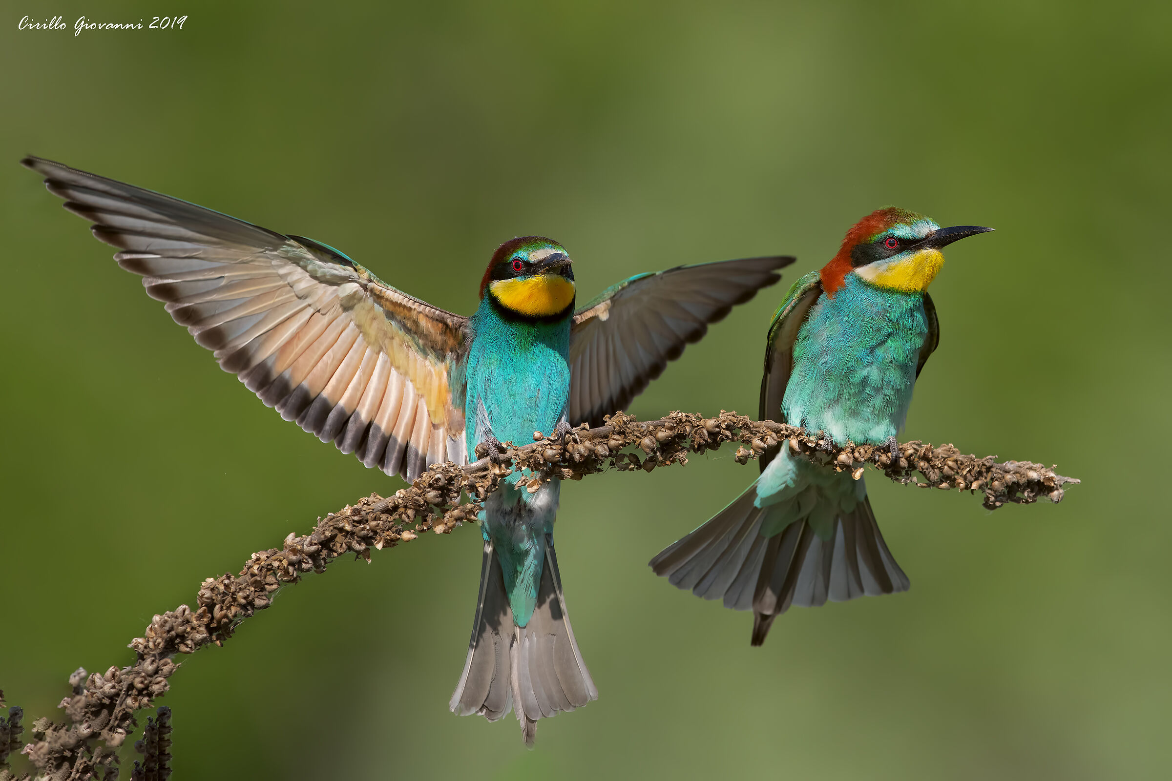 Bee-eater,, arrivoooooo