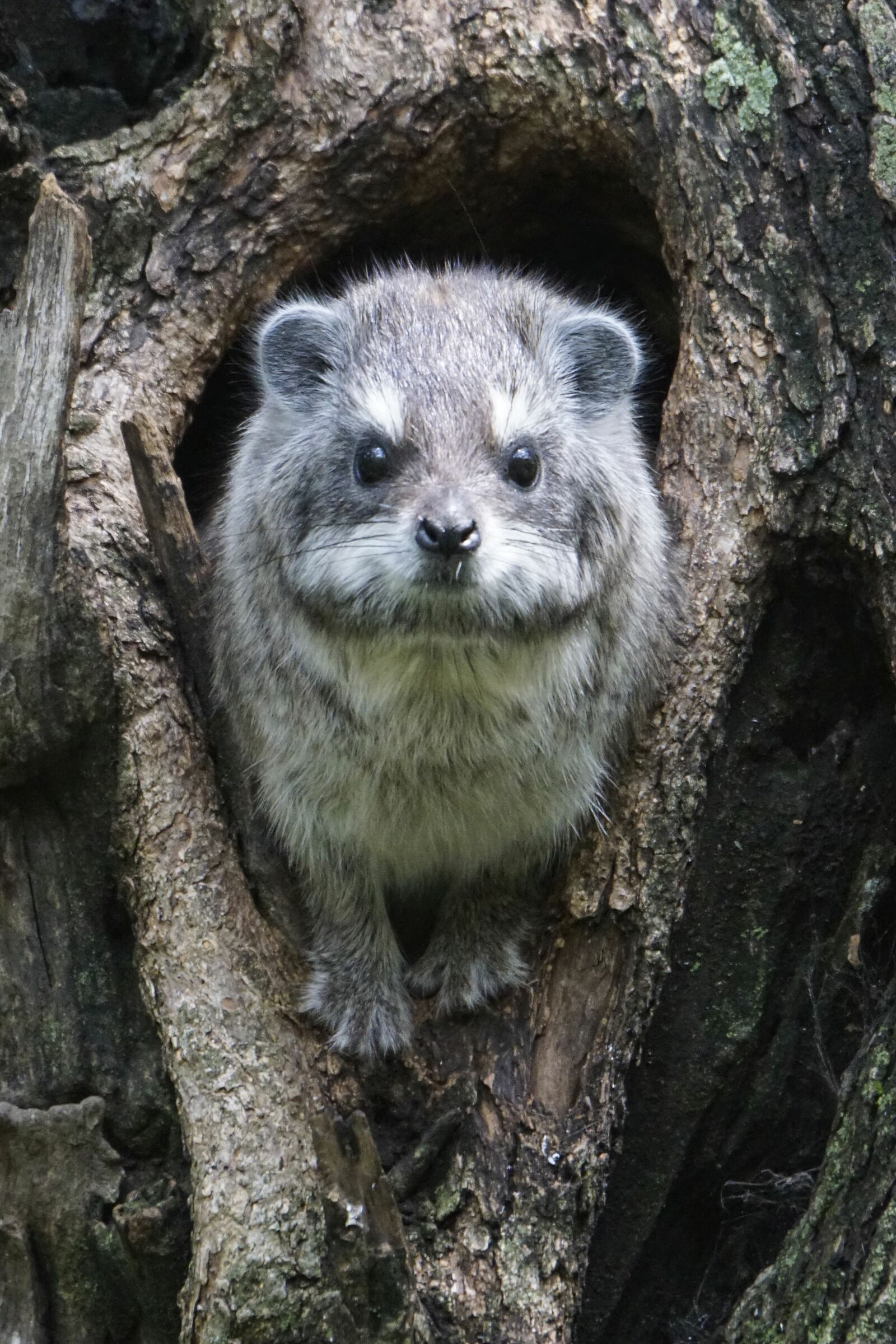 Hyrax