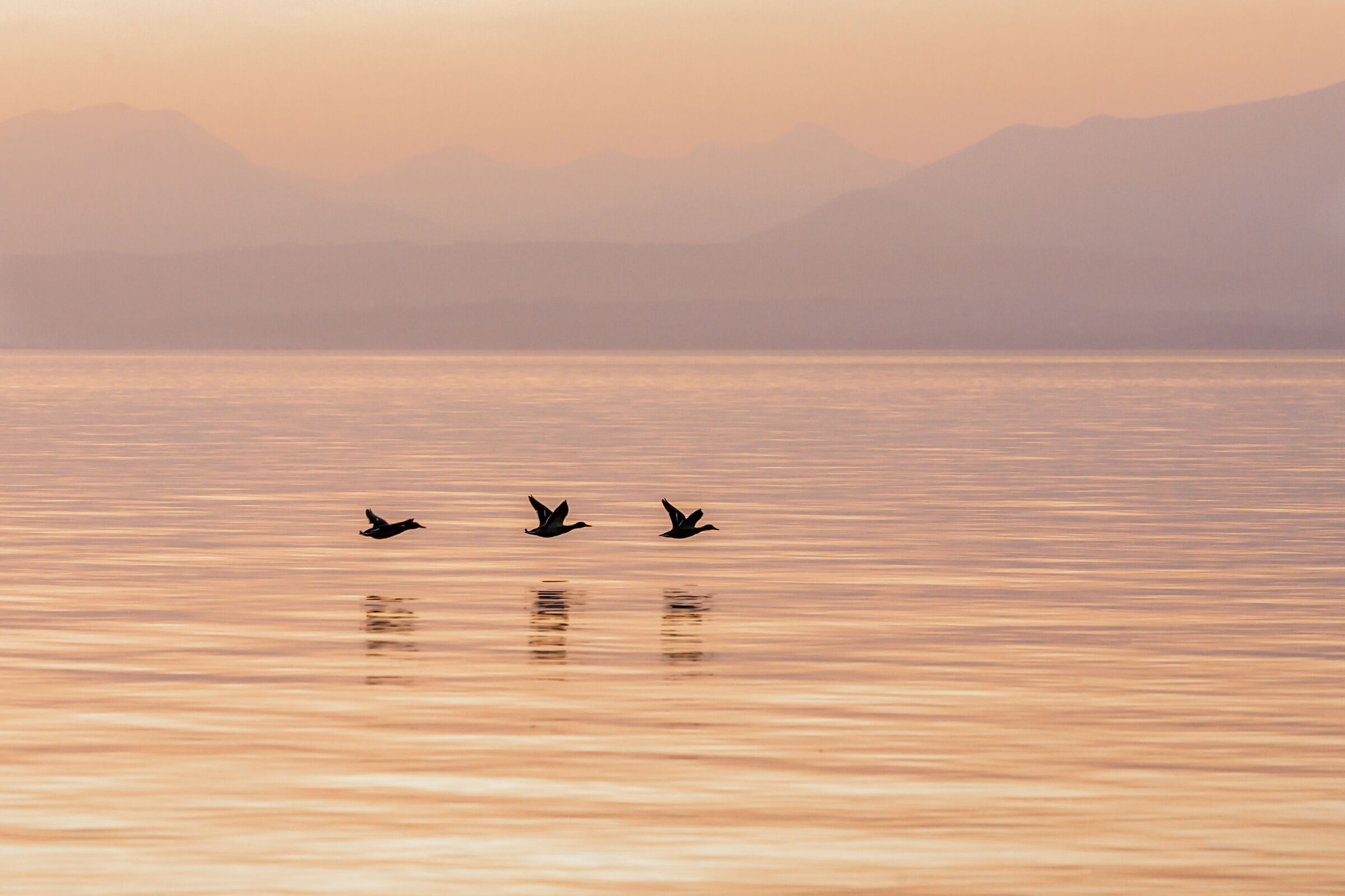 Volo radente, formazione da ricognizione