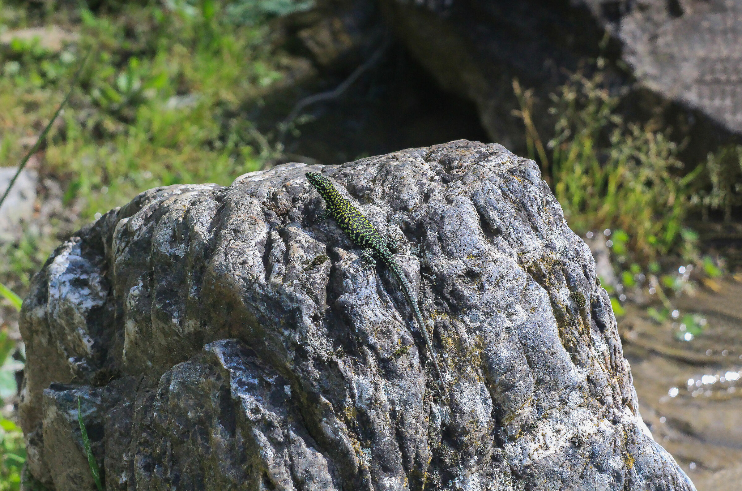 Lizard in the Sun