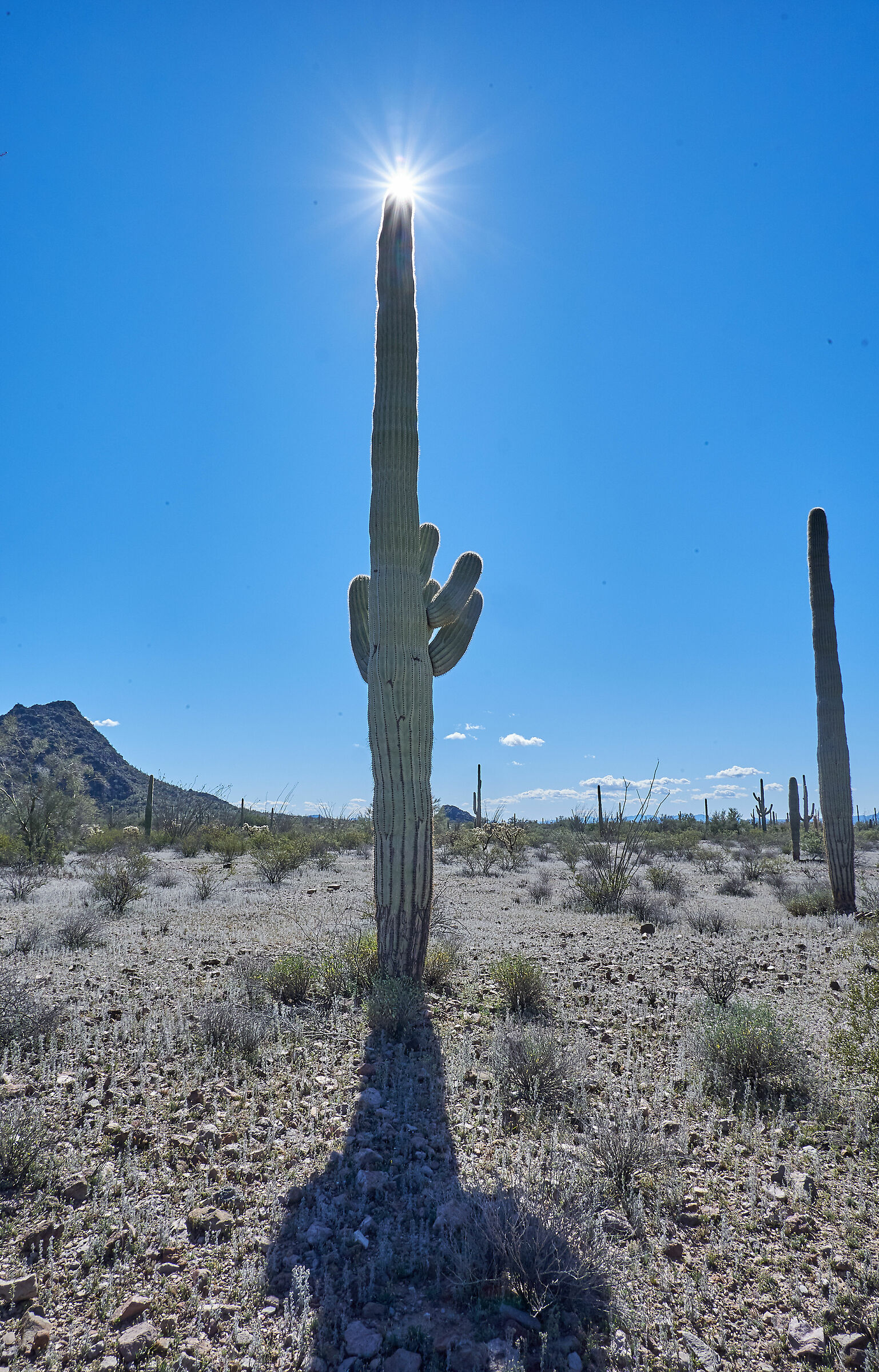 Organ Pipe National Park