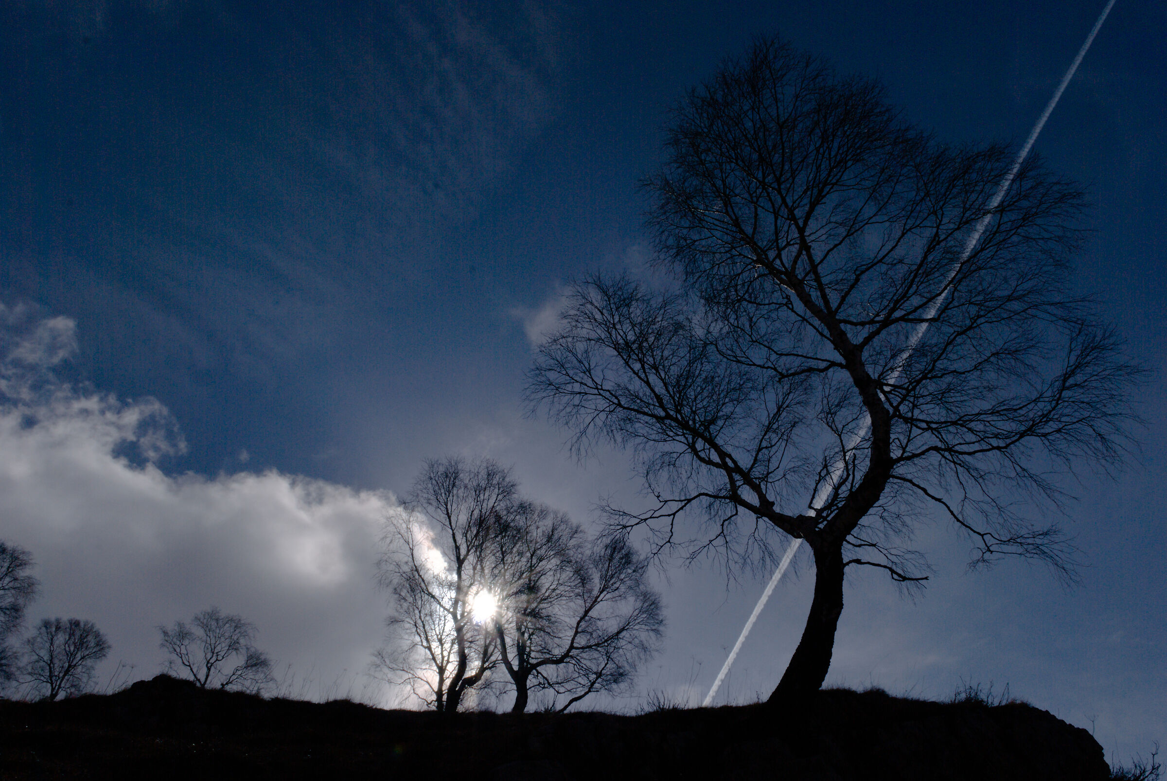 Trees, plane and sun