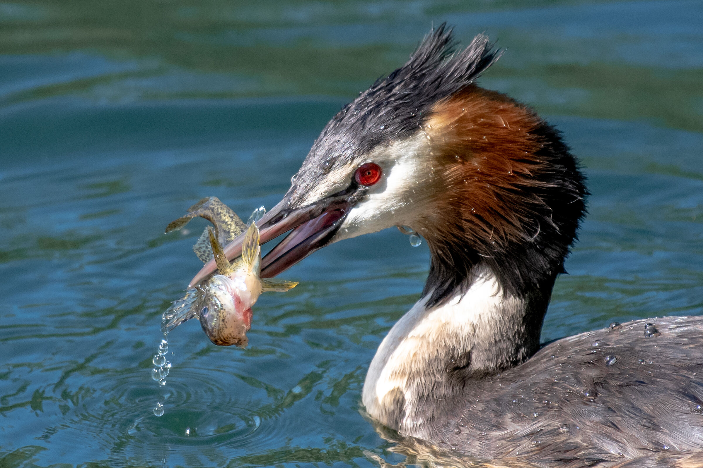 Grebe with Catch