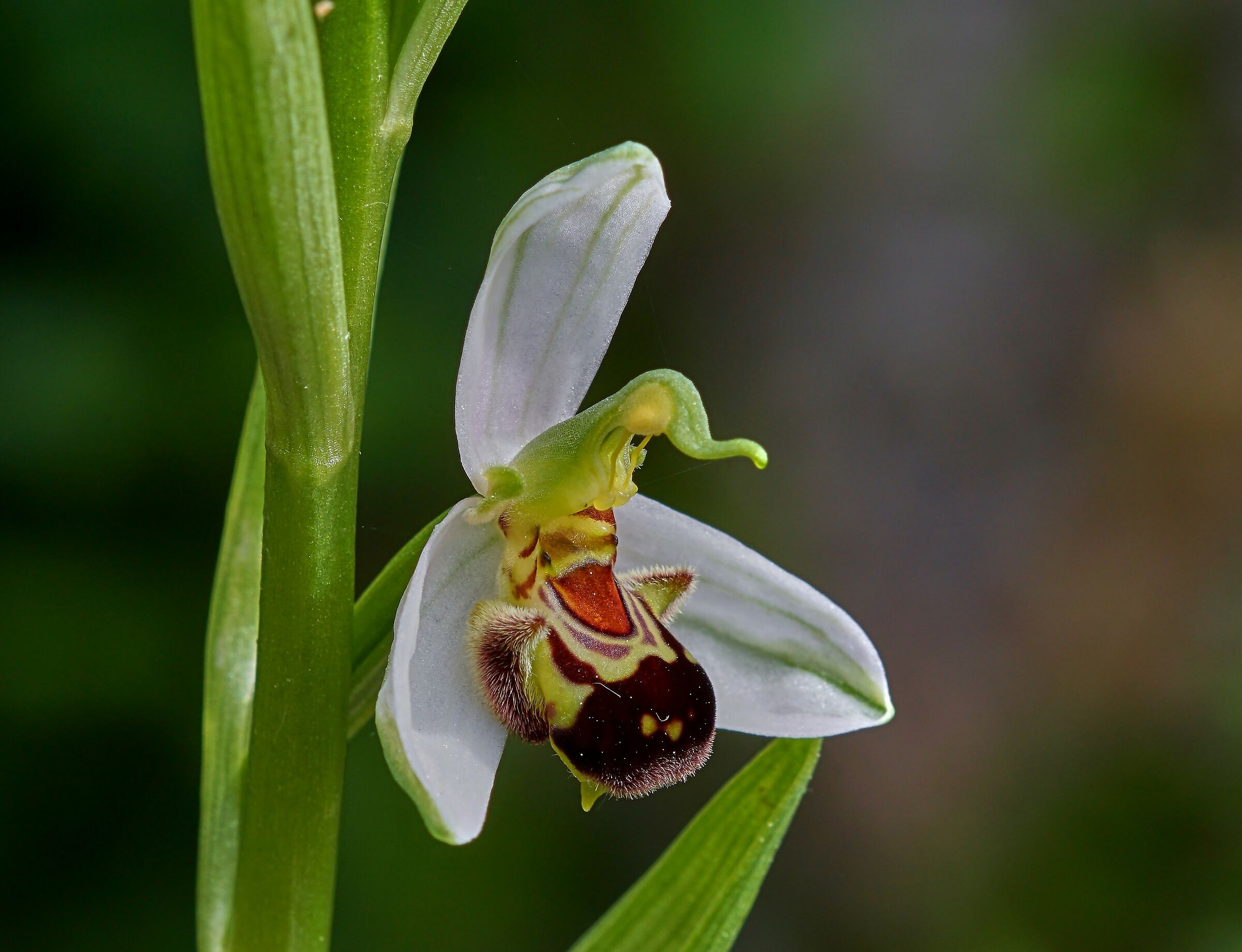 Ophrys apifera