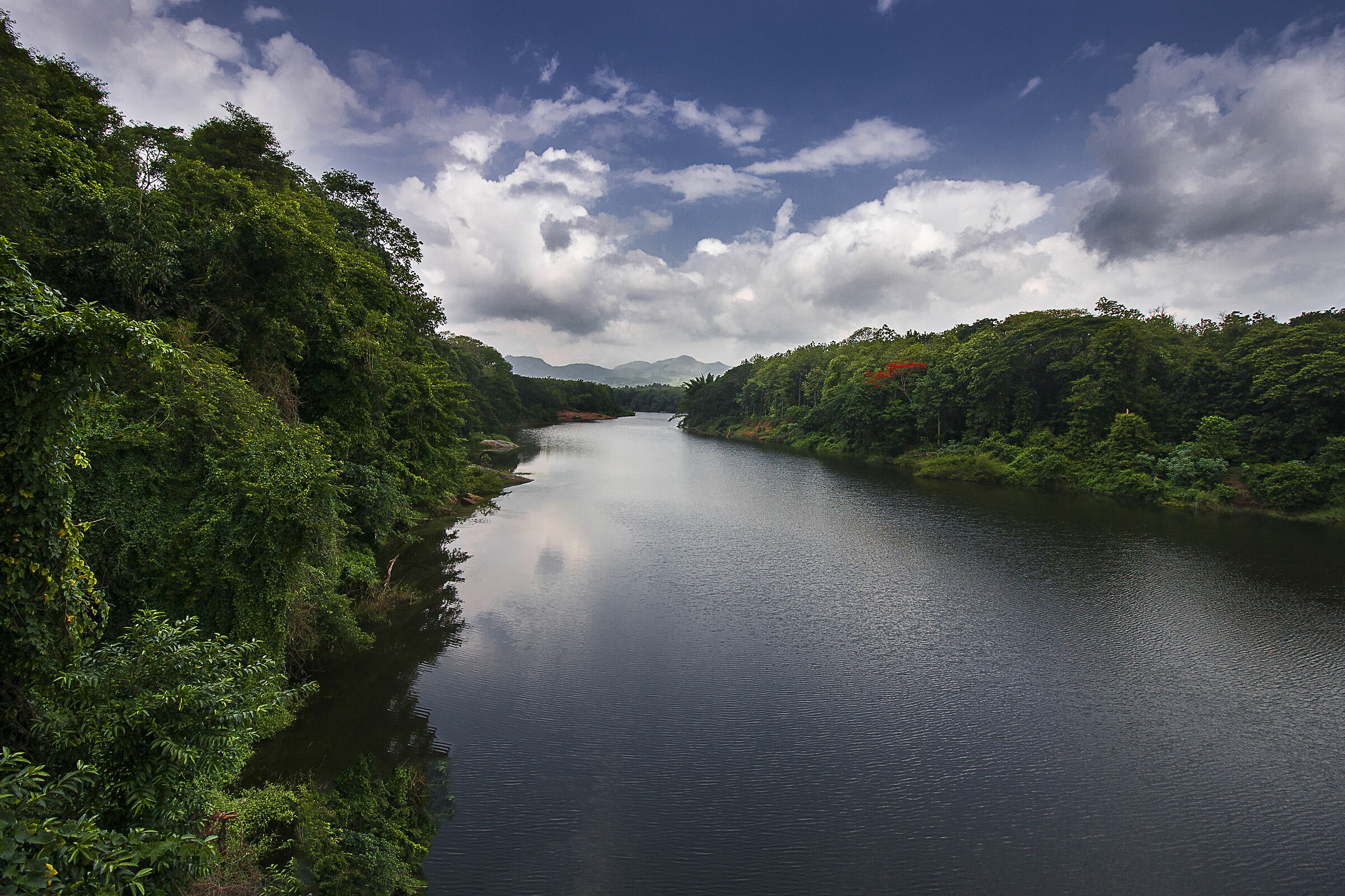 The river and greenery
