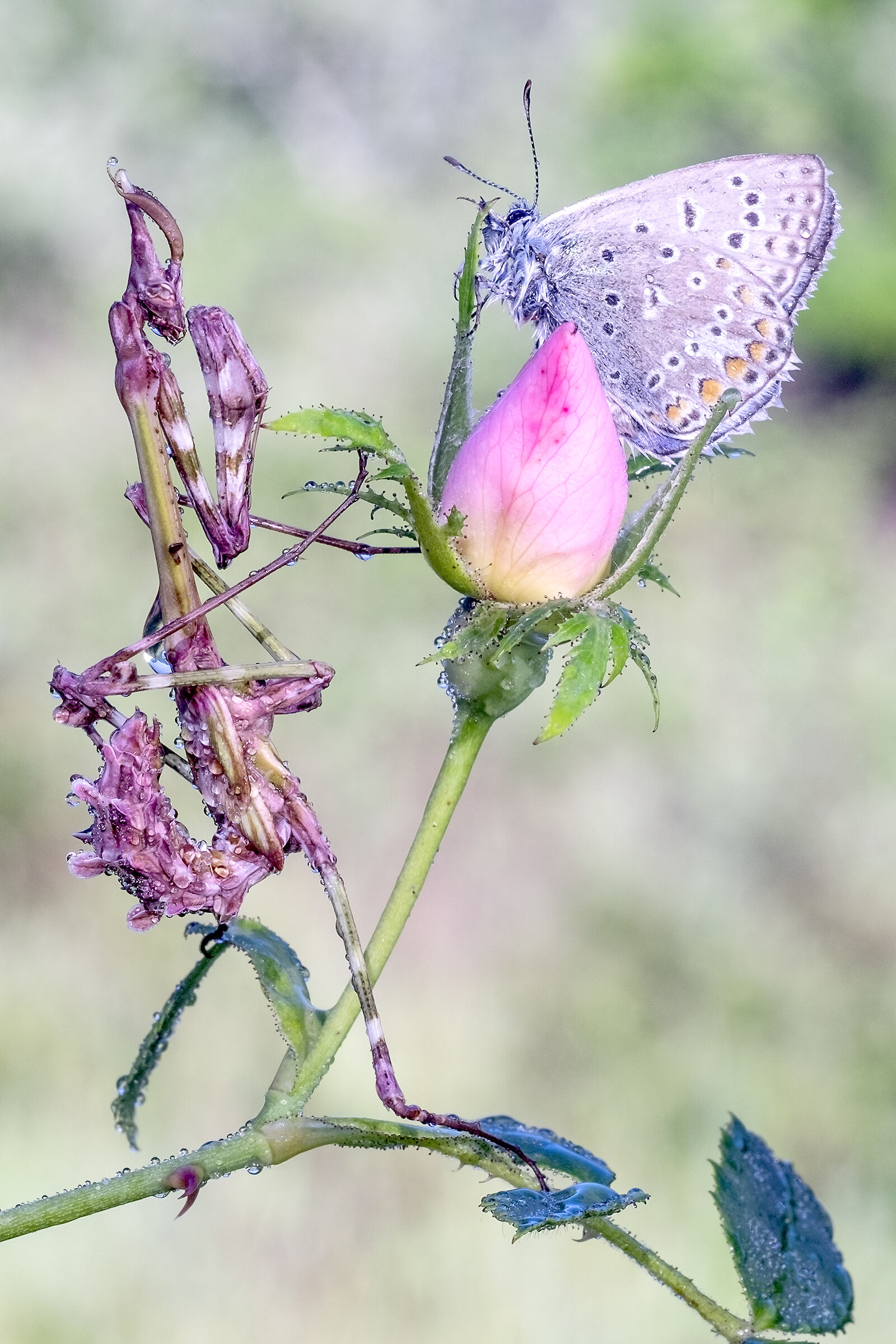 Empusa Young Picking