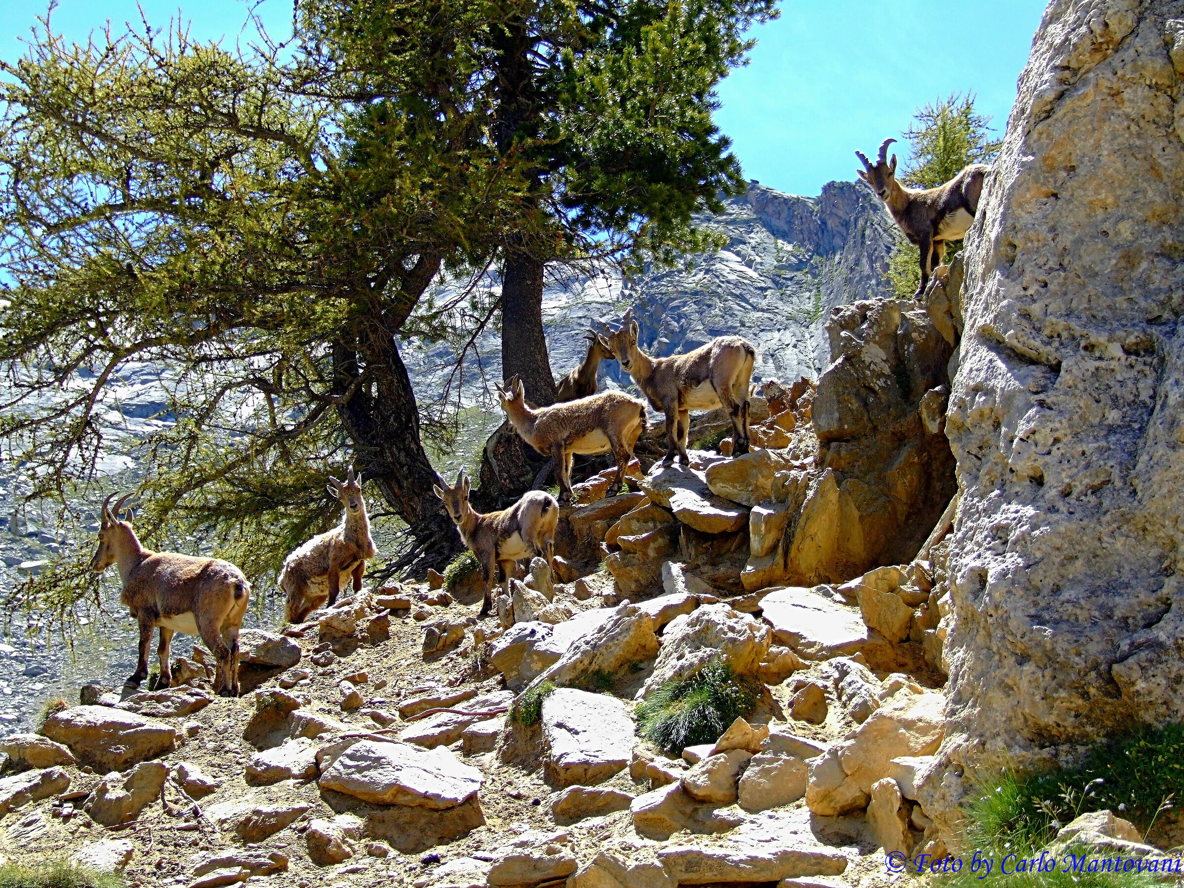 Gruppo di stambecchi