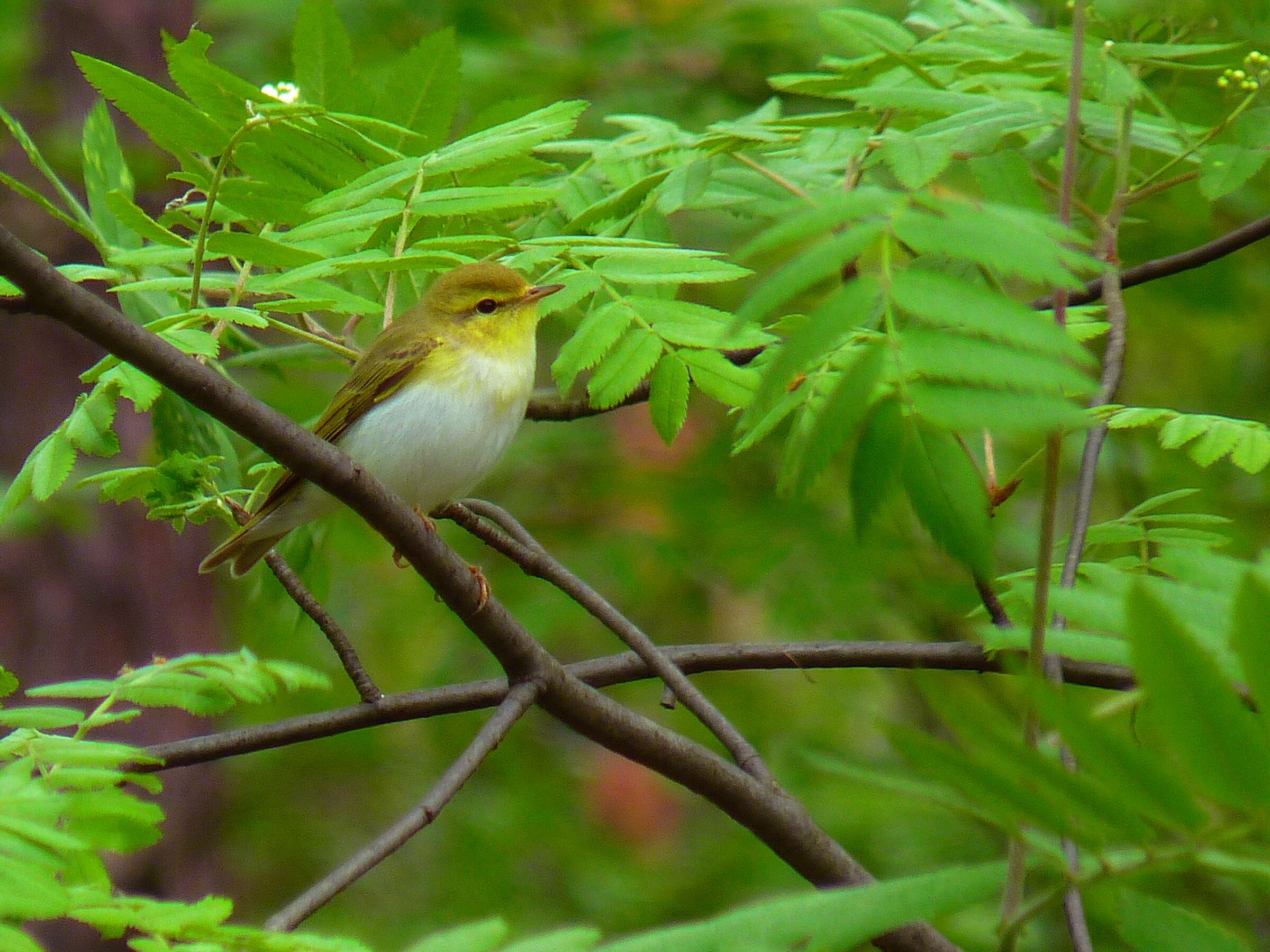 Swistunka (Phylloscopus sibilatrix)