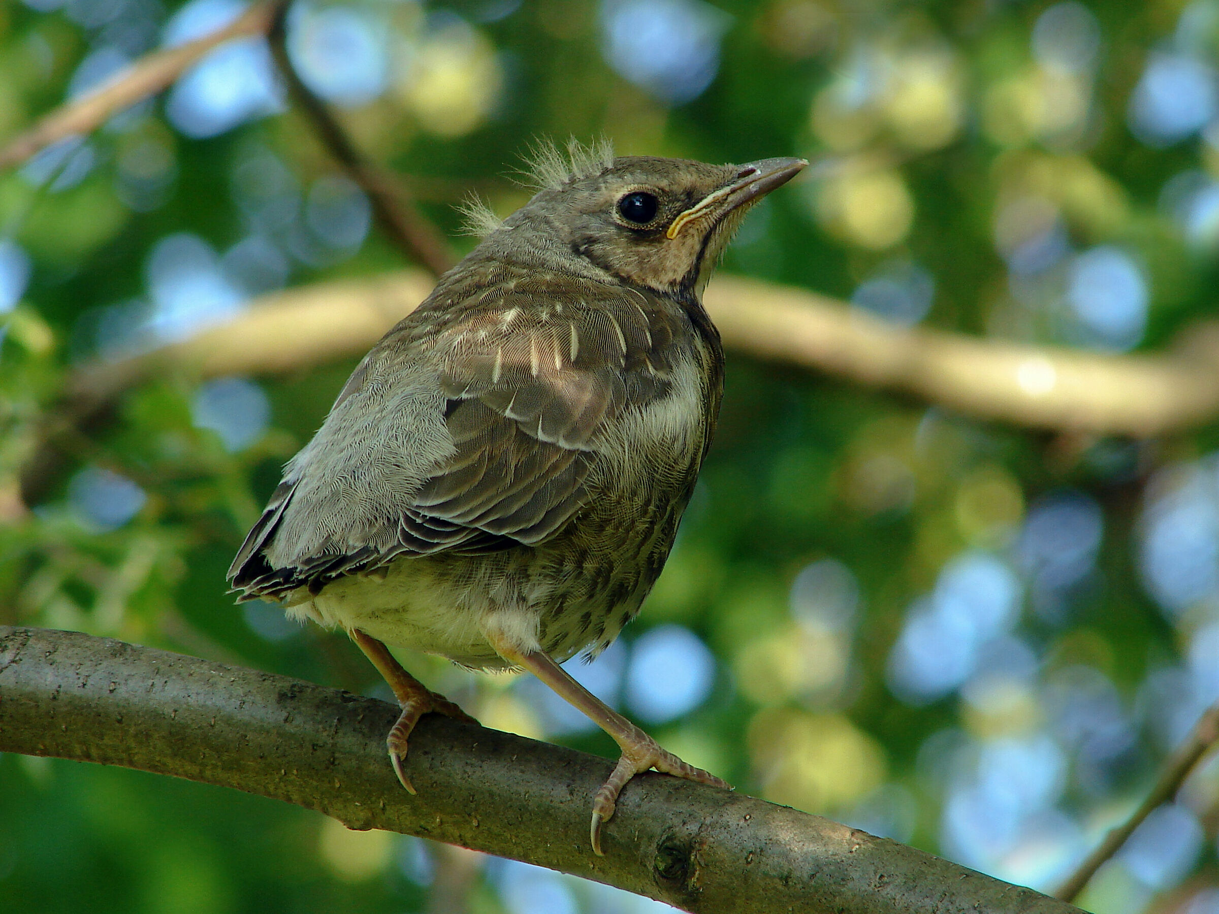 Kwiczol (Turdus pilaris) - young