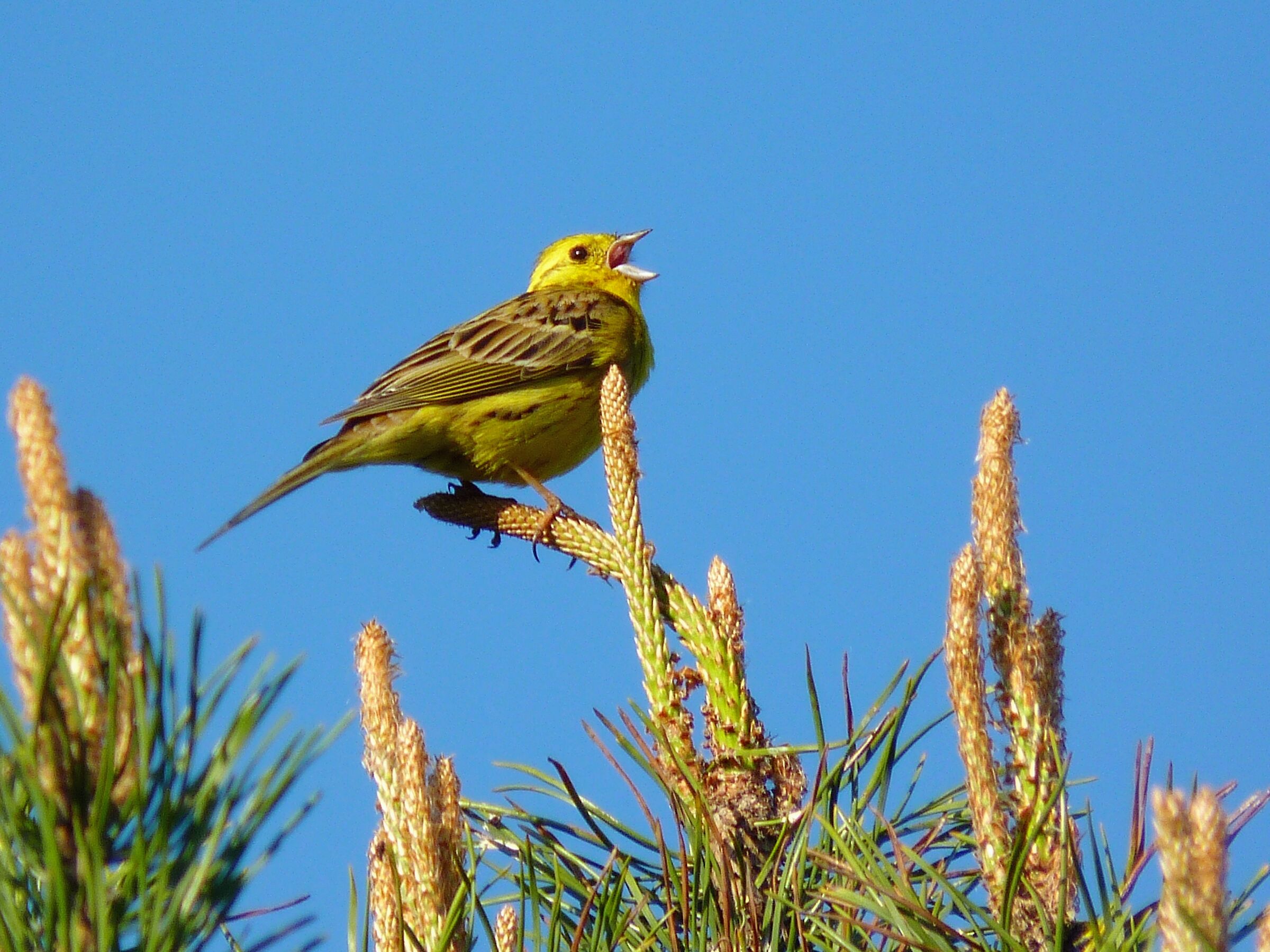 Trznadel (Emberiza citrinella)