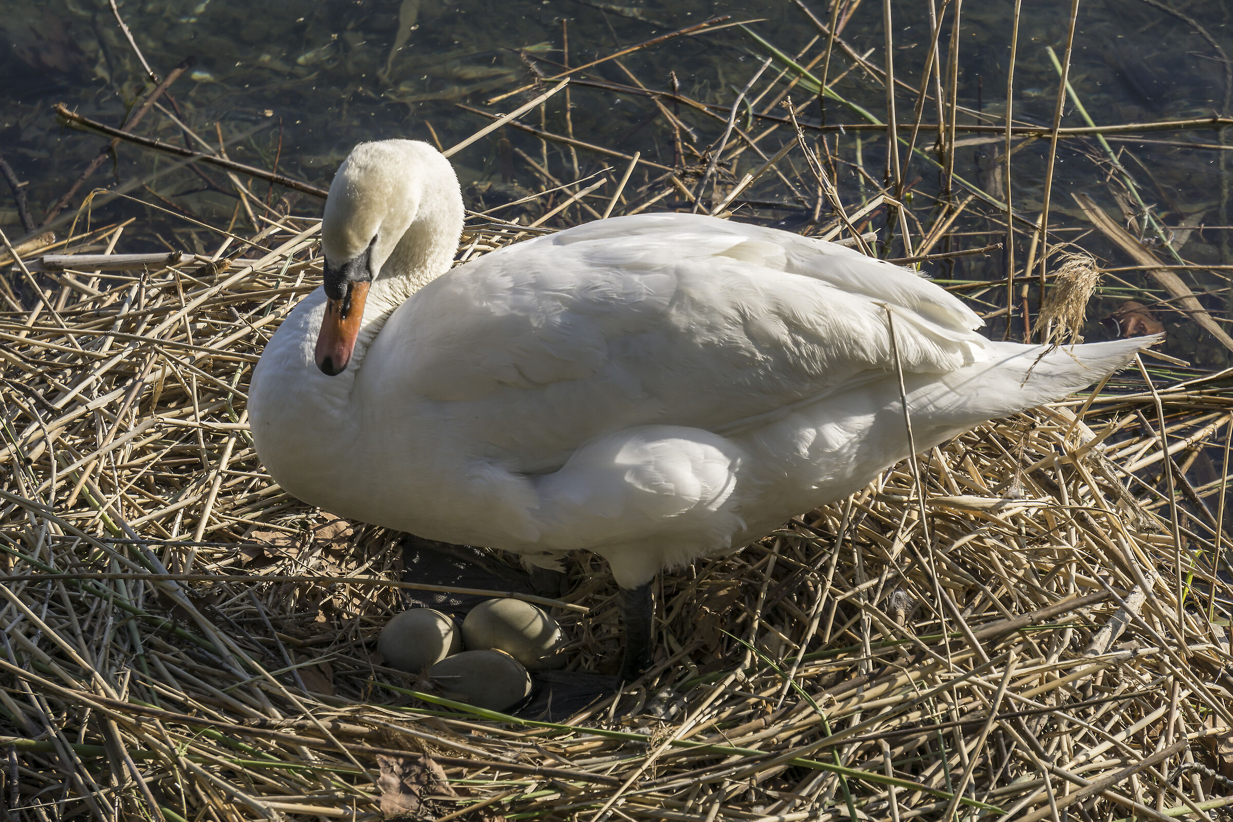 Mercoledì 17 aprile 2019, 17:43