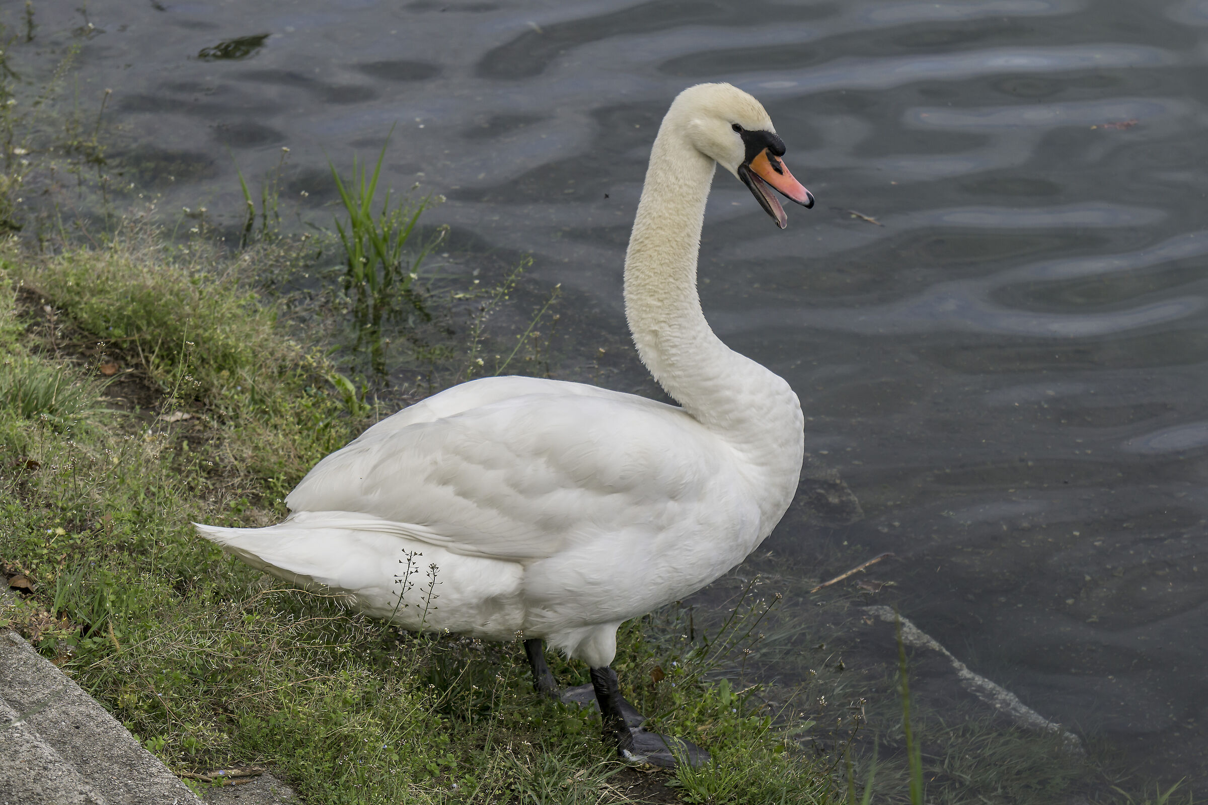 Sabato 27 aprile 2019, 16:37