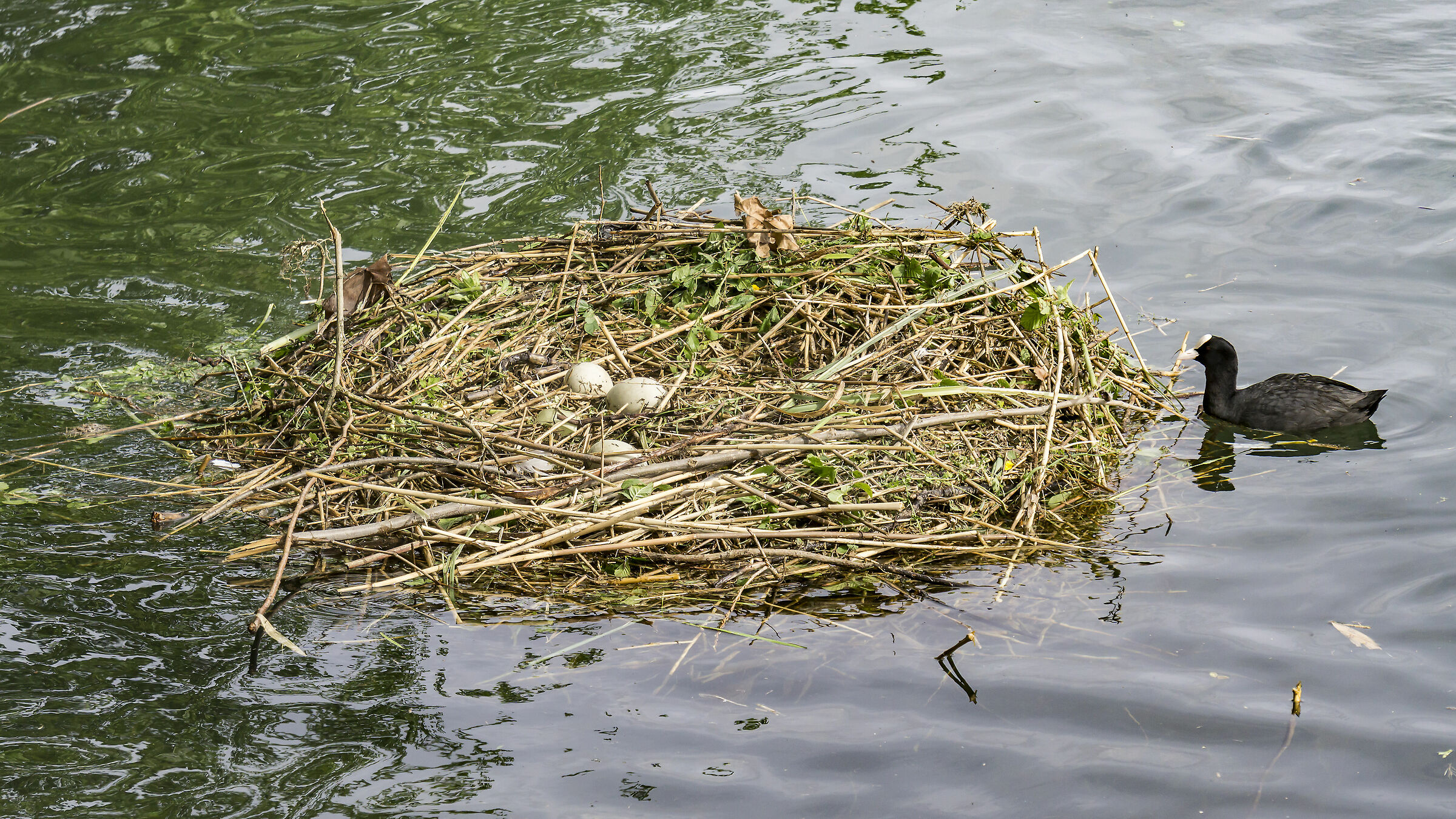 Sabato 27 aprile 2019, 16:48