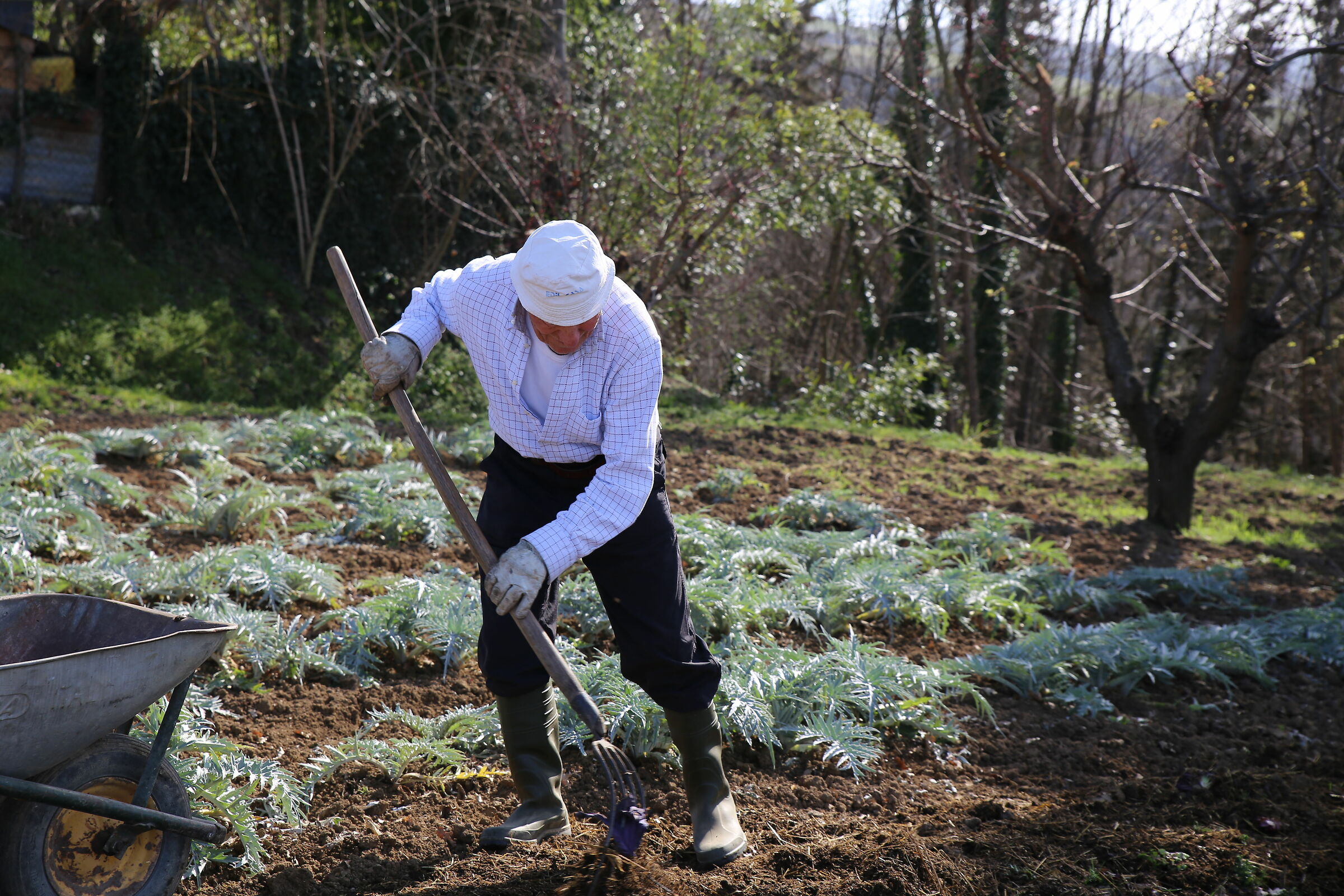 Comb The Garden of Love
