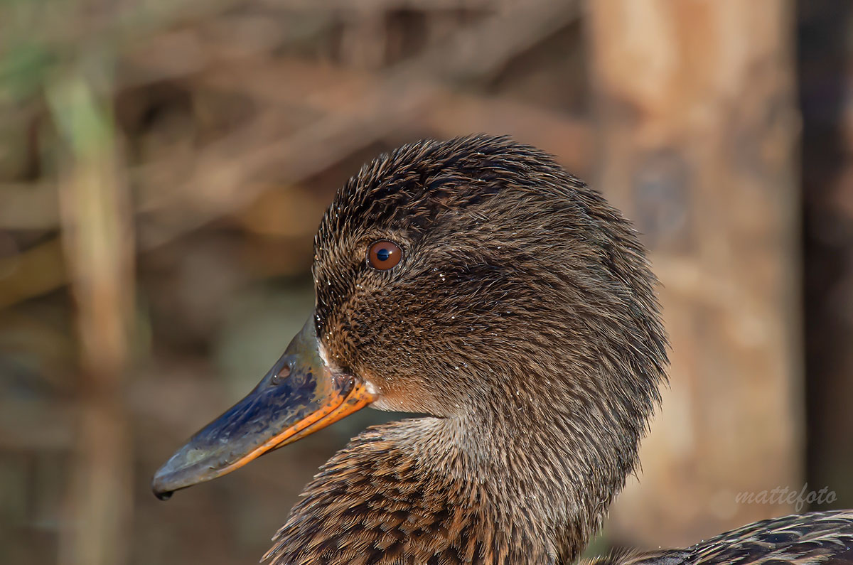 Germano female (Anas Platyrhynchos)