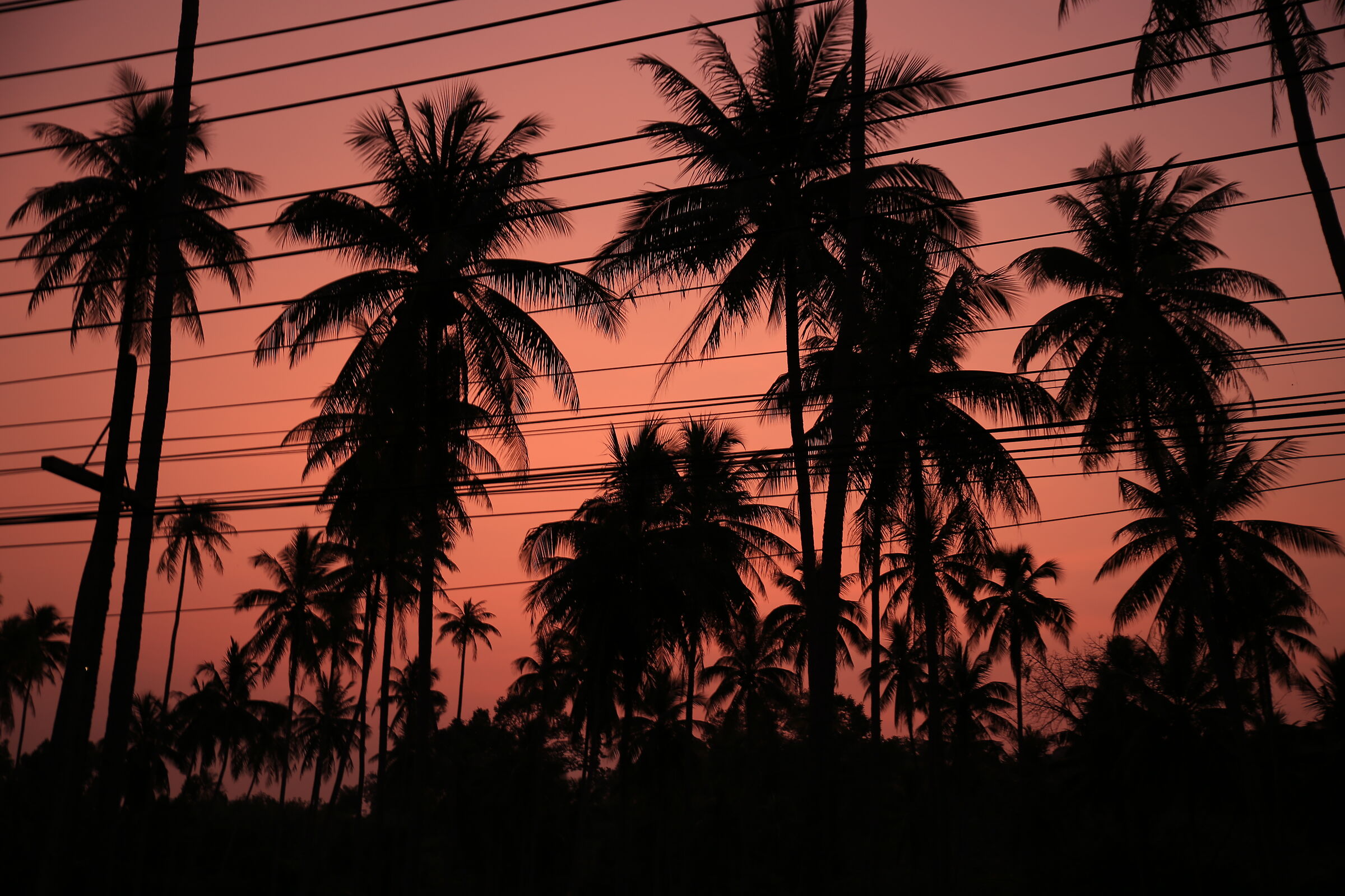 Red Palm