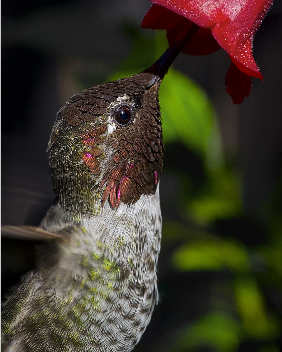 Anna's Hummingbird Portrait II