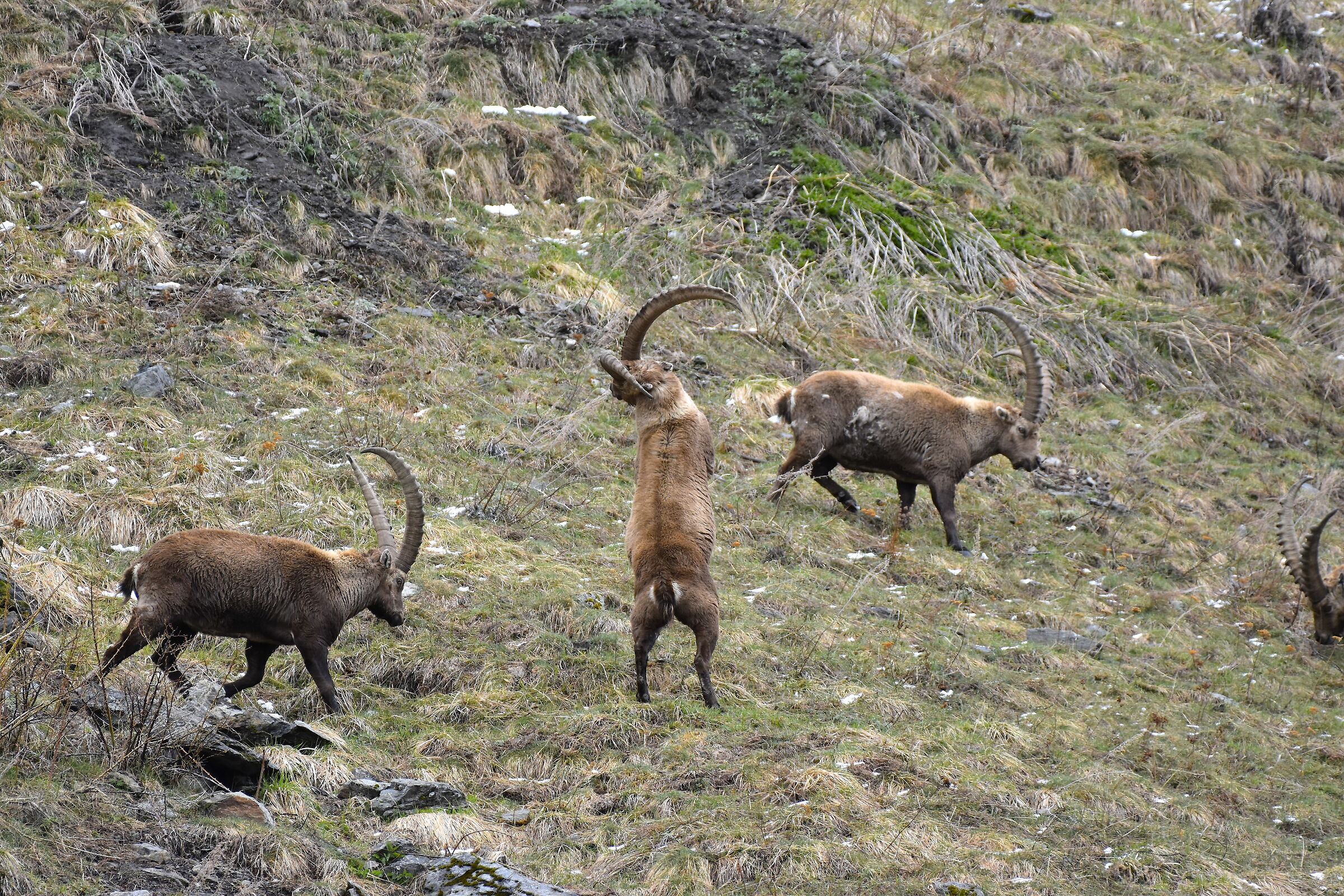 Scontro per il rango