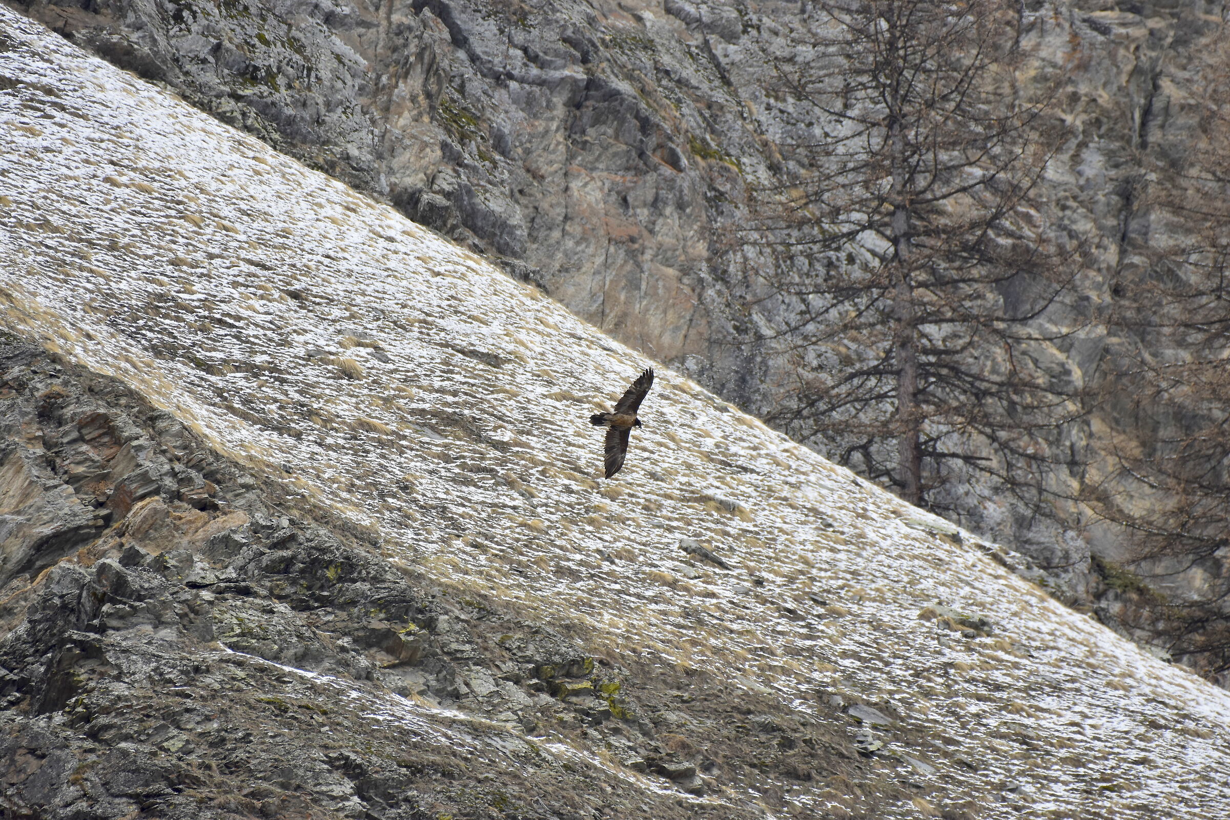 Avanscoperta. Gipeto