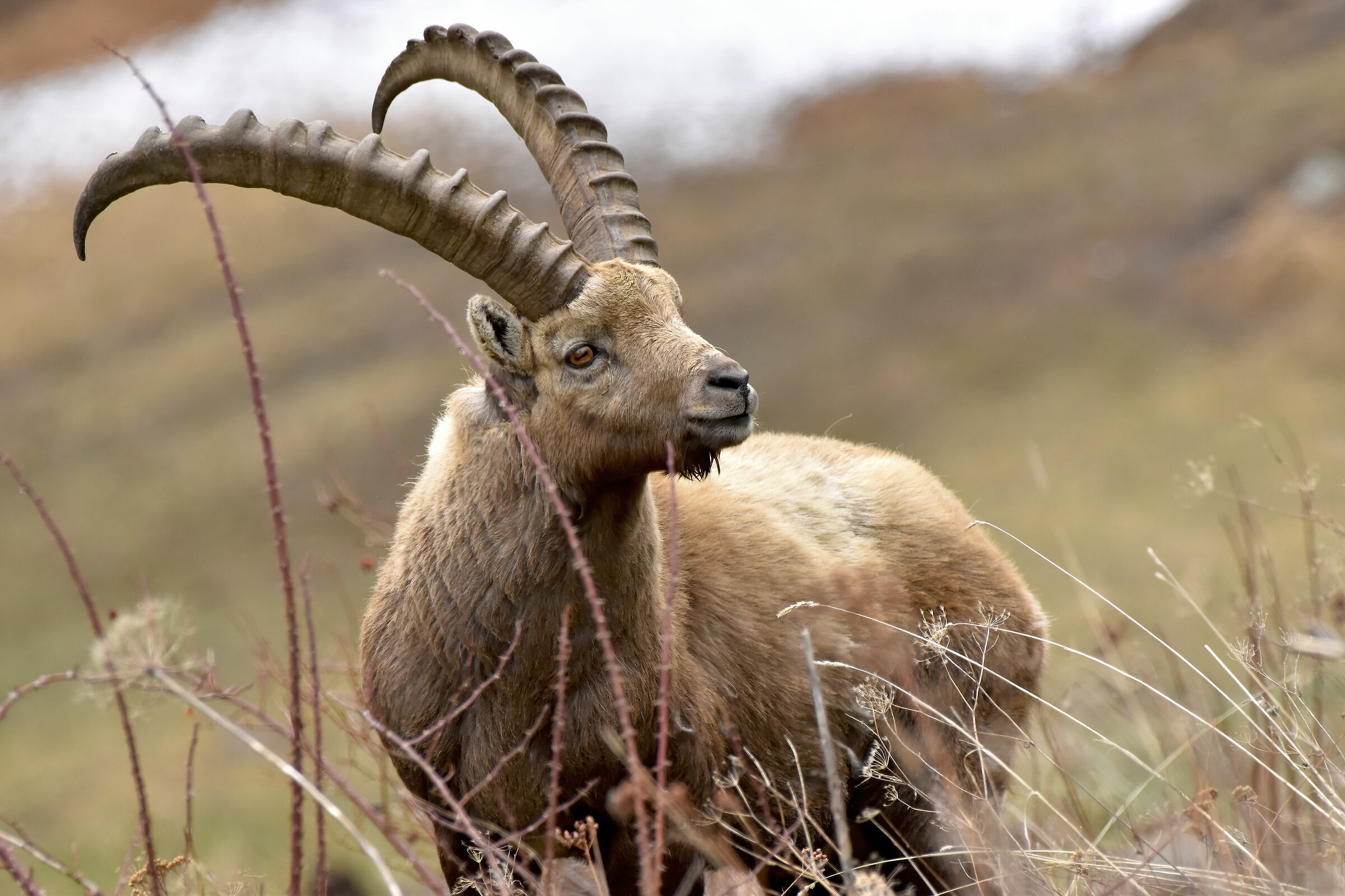 Stambecco maschio