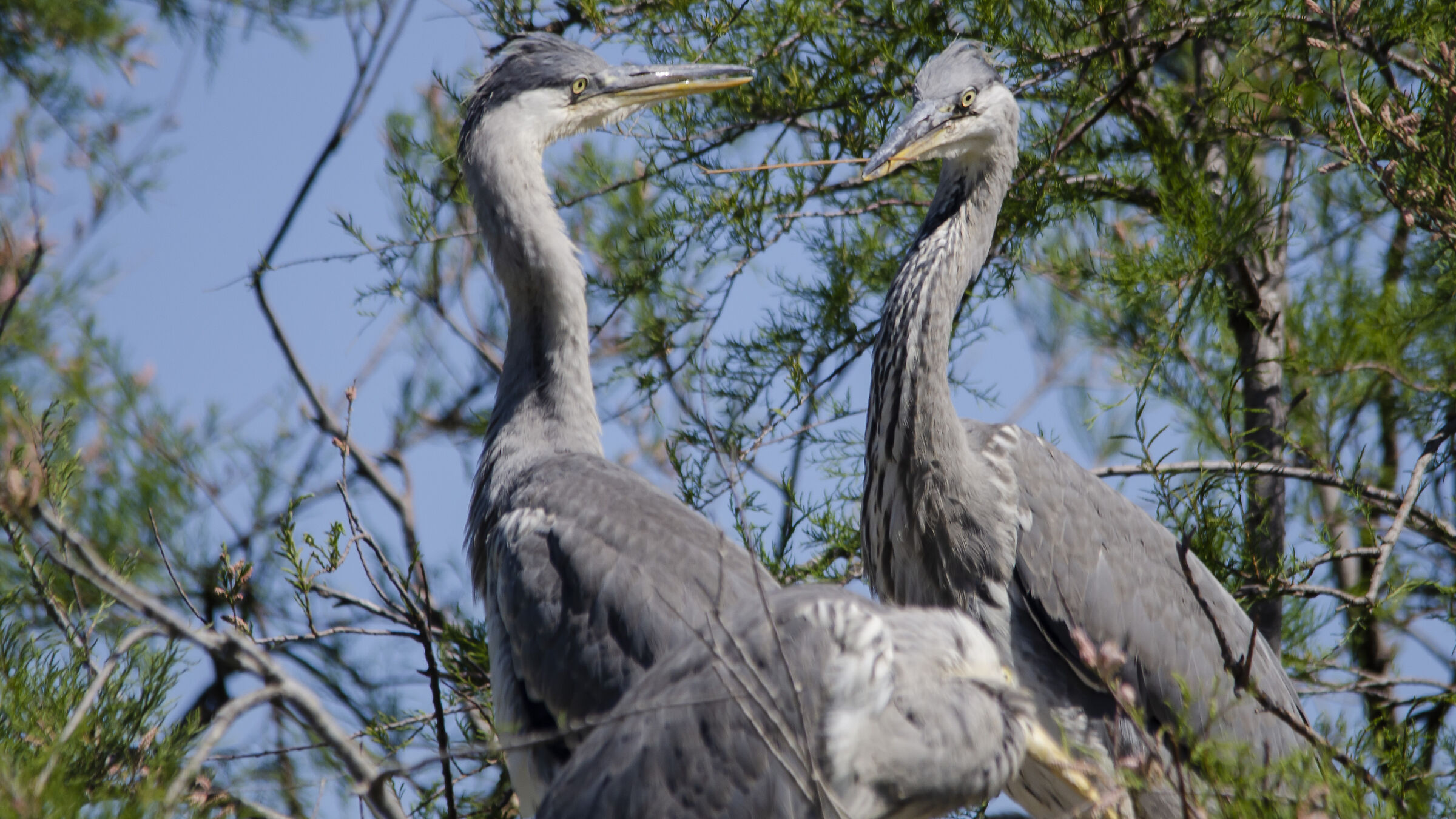 Grey Herons
