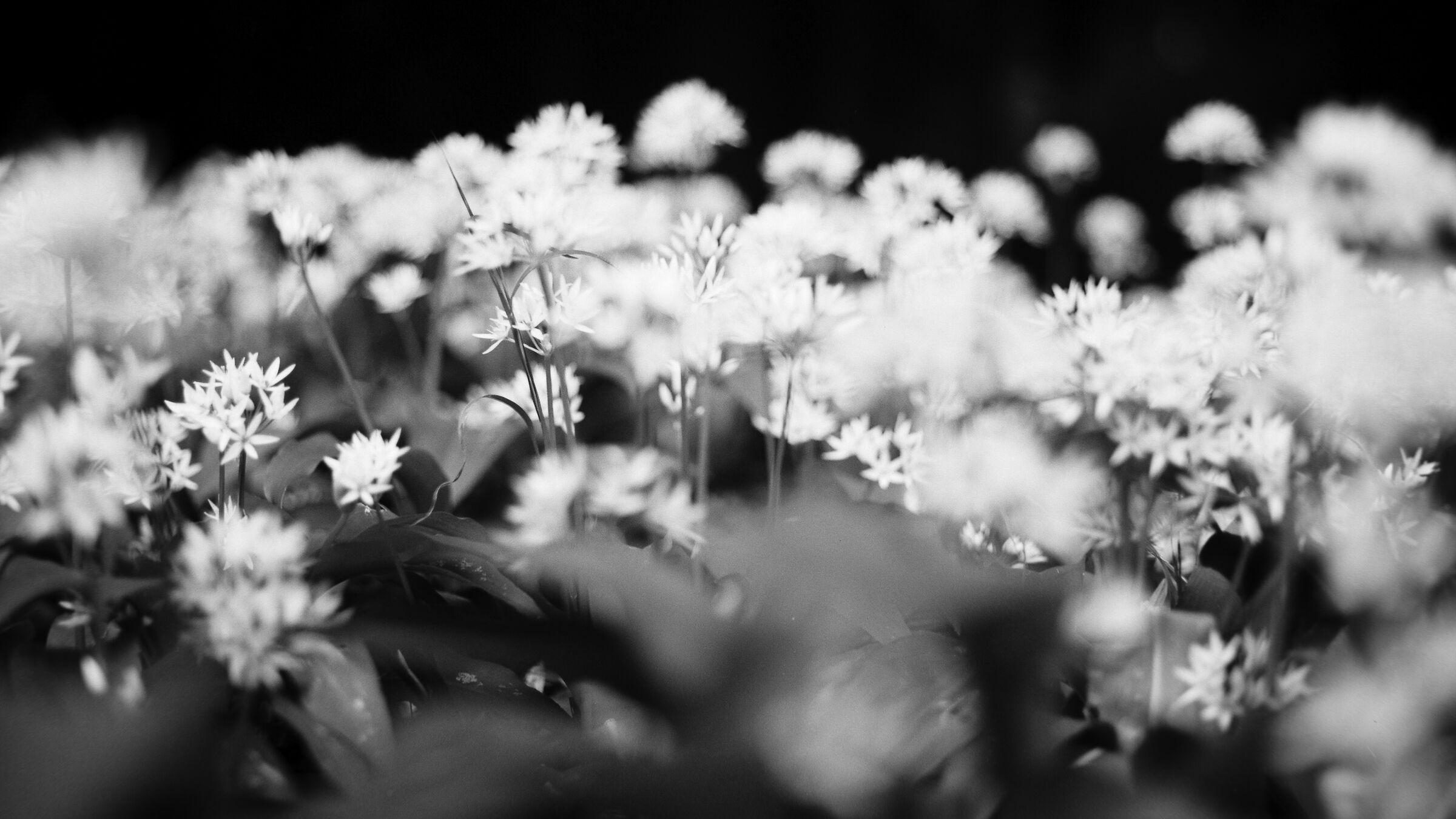 Flowers at the Monza Park