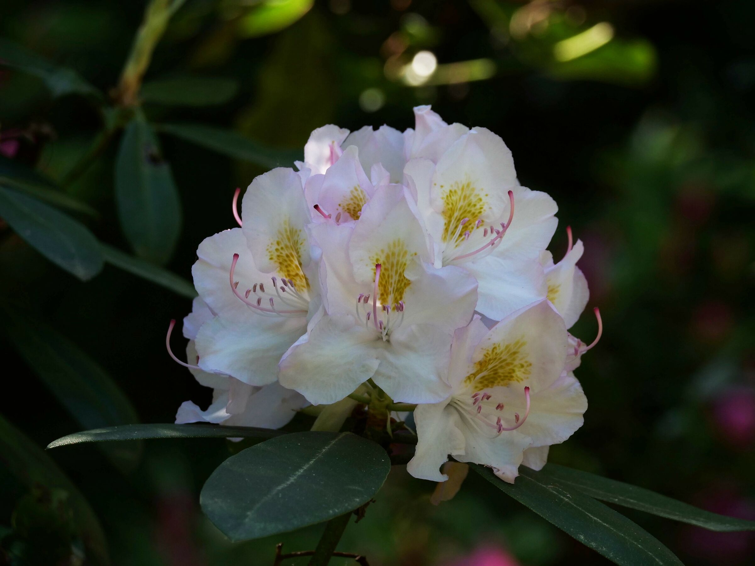 Rhododendron catawbiense