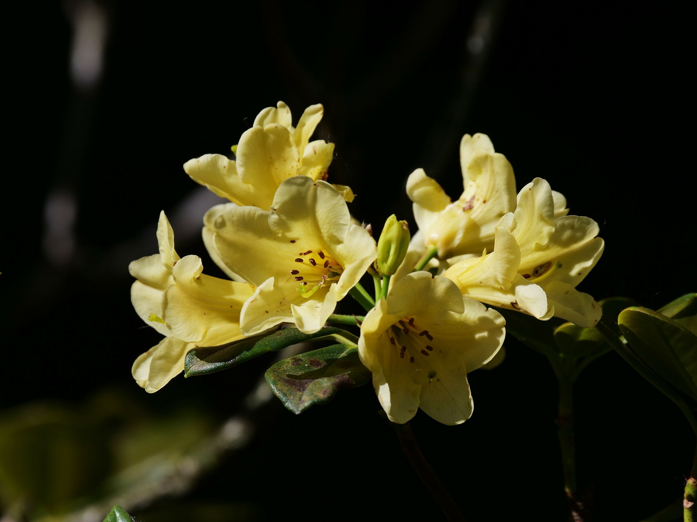 Rhododendron Nancy-Evans