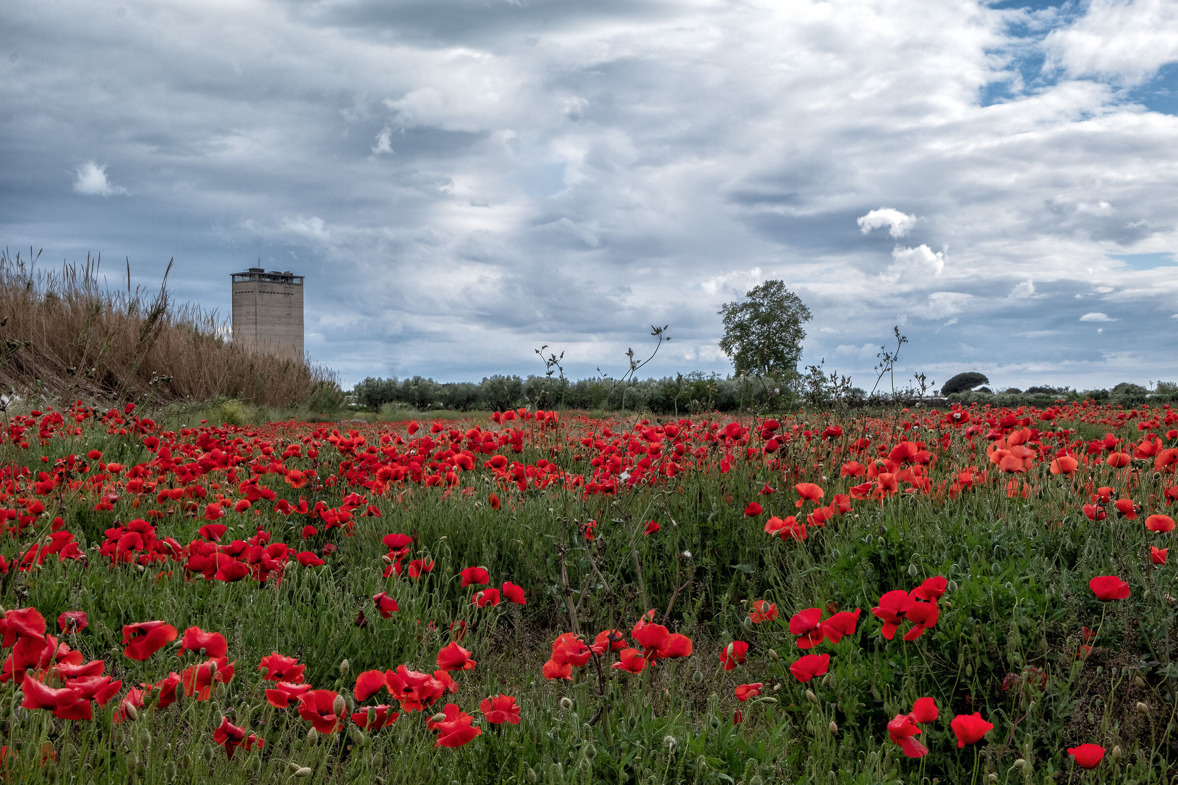 Un campo di papaveri e ... la torre industriale