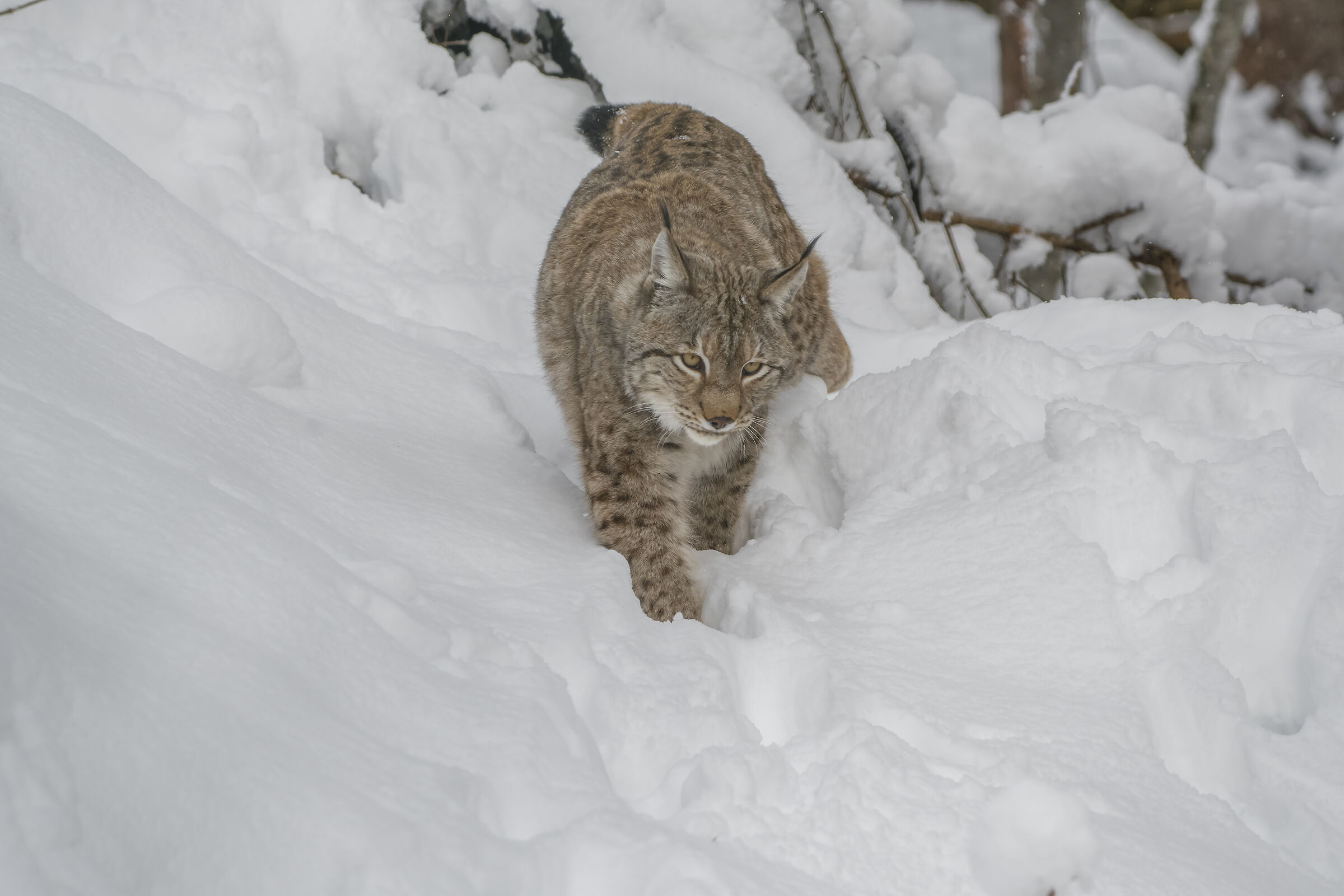 lince in zona protetta