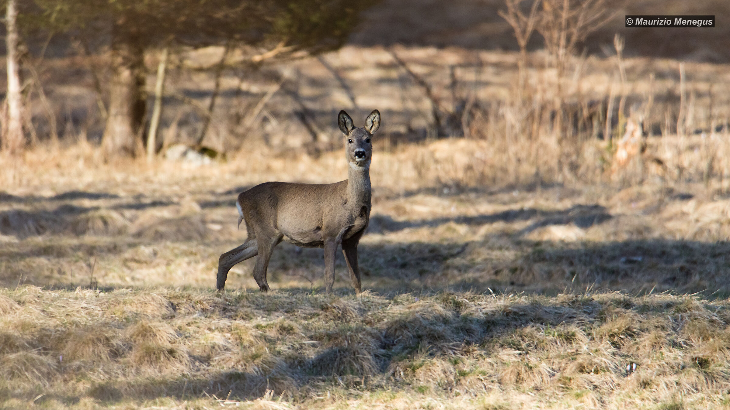 Adult female roe deer on alert