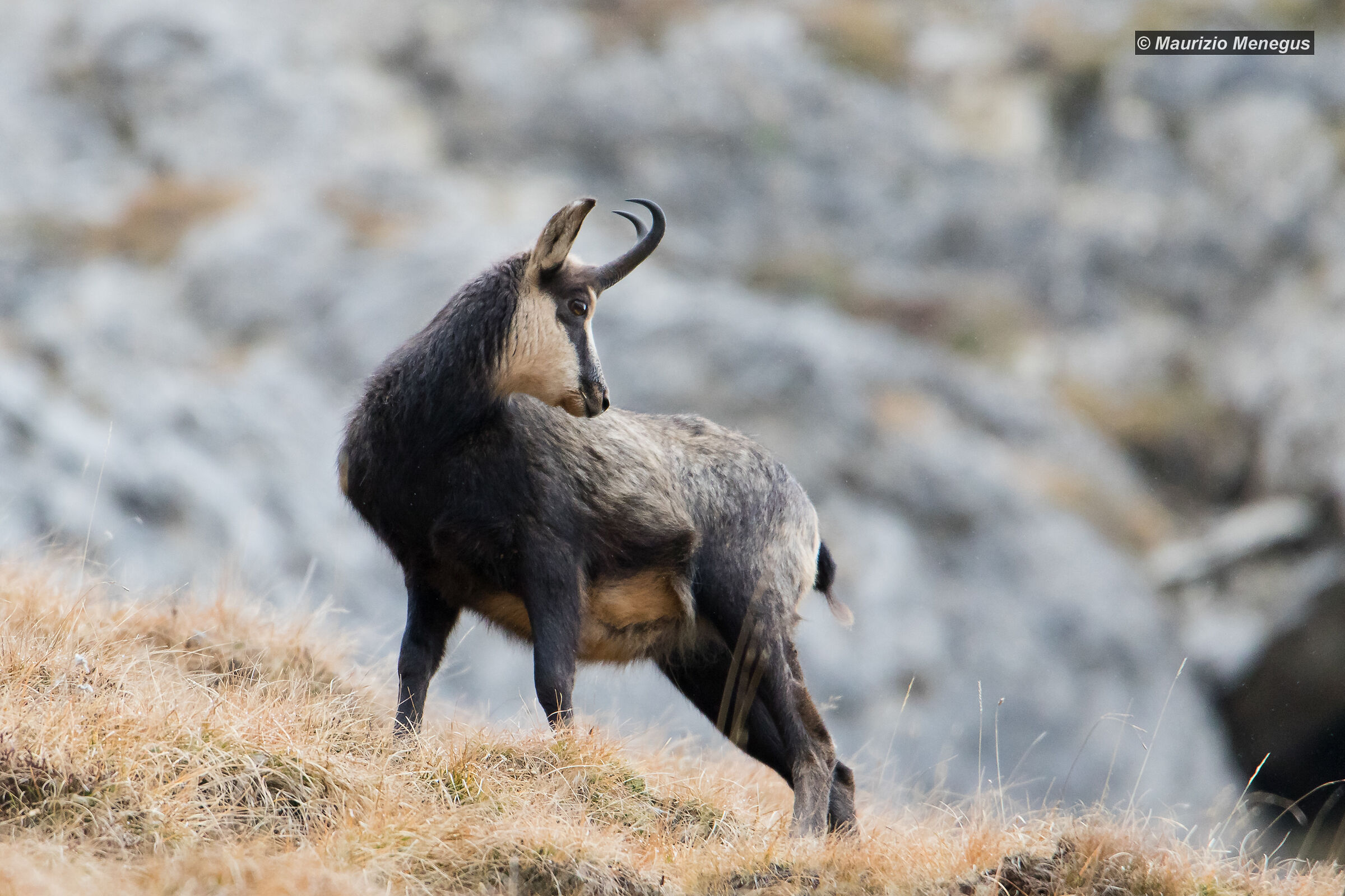 Young suede Male in November